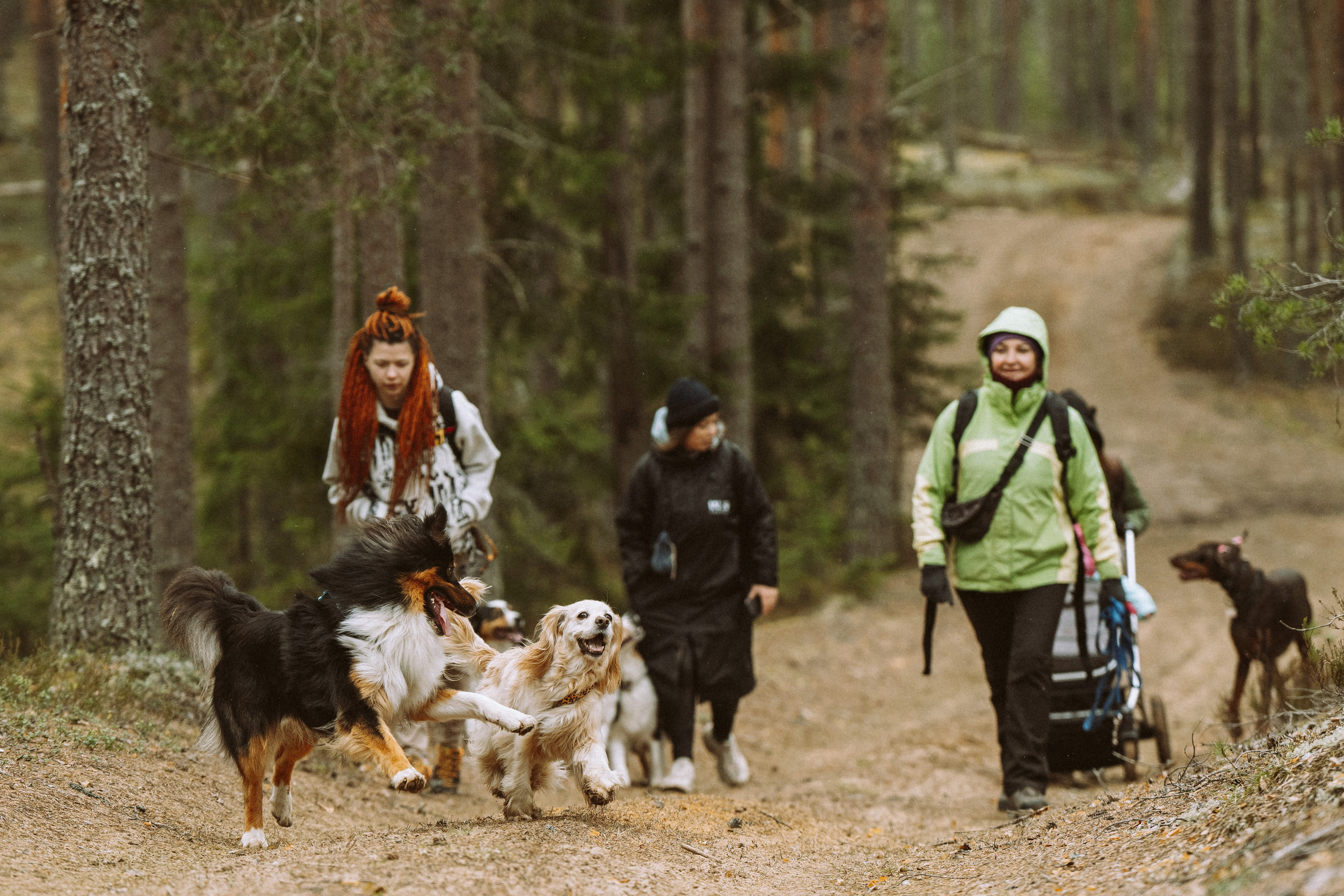 Дог трекинг к финскому хутору. Фотограф анималист в Спб недорого Олеся Майорова