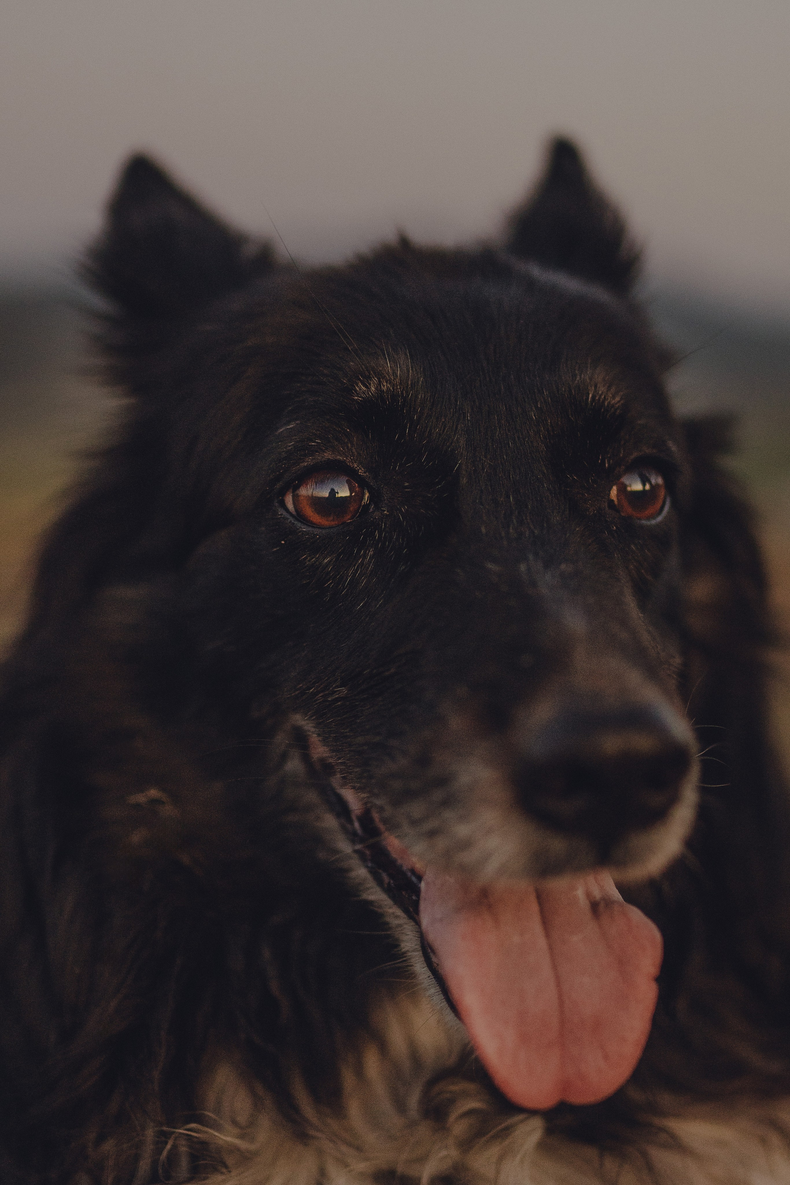 Настя и Умка. Фотограф анималист в Спб недорого Олеся Майорова