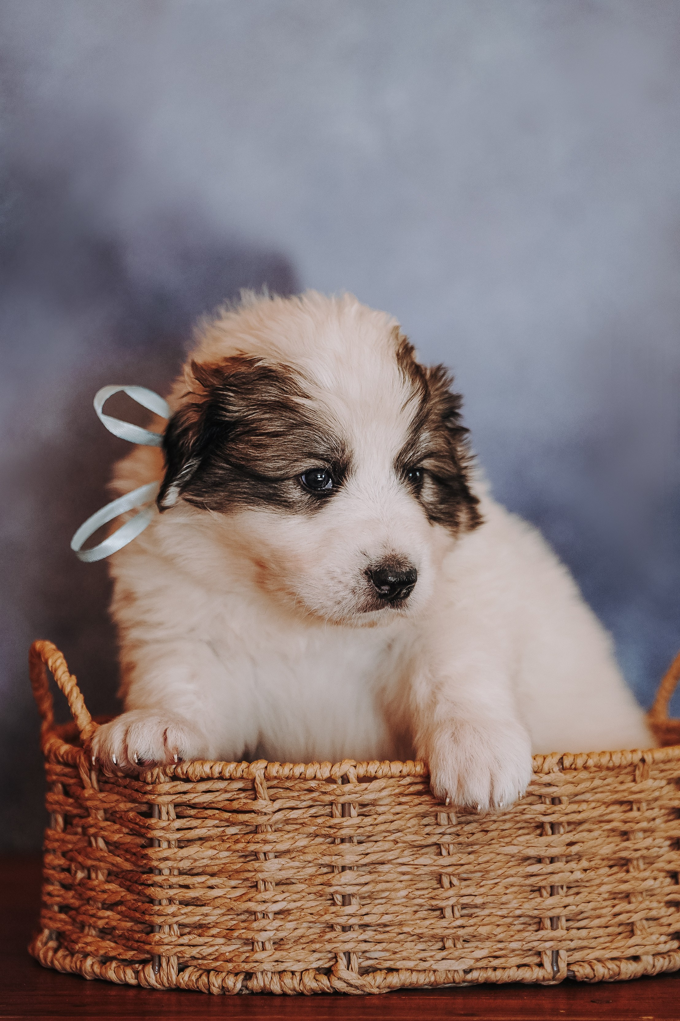 Пиренейские горные. Фотограф анималист в Спб недорого Олеся Майорова