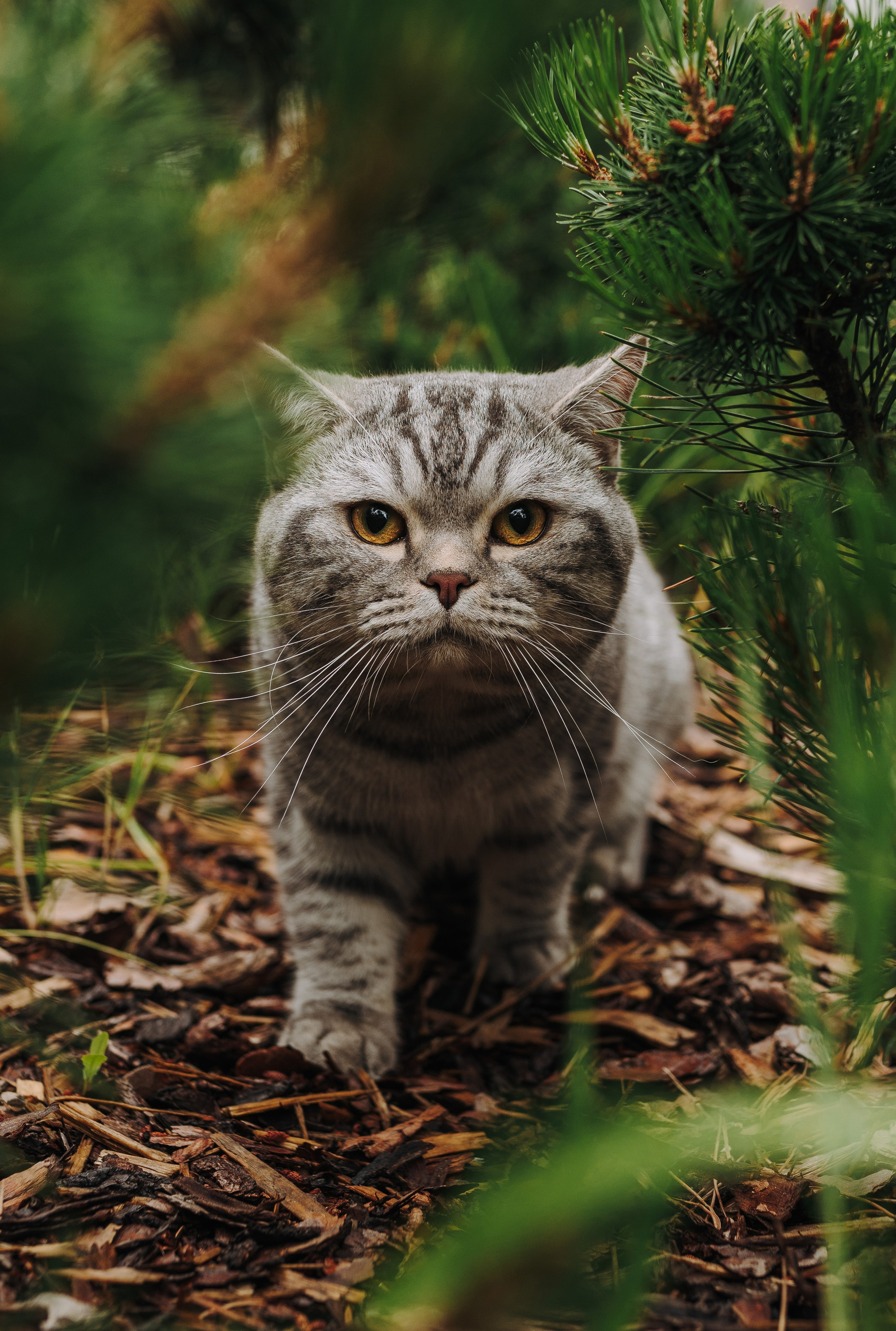 Портфолио кошки, фотограф Олеся Майрова. Фотограф анималист в Спб недорого Олеся Майорова