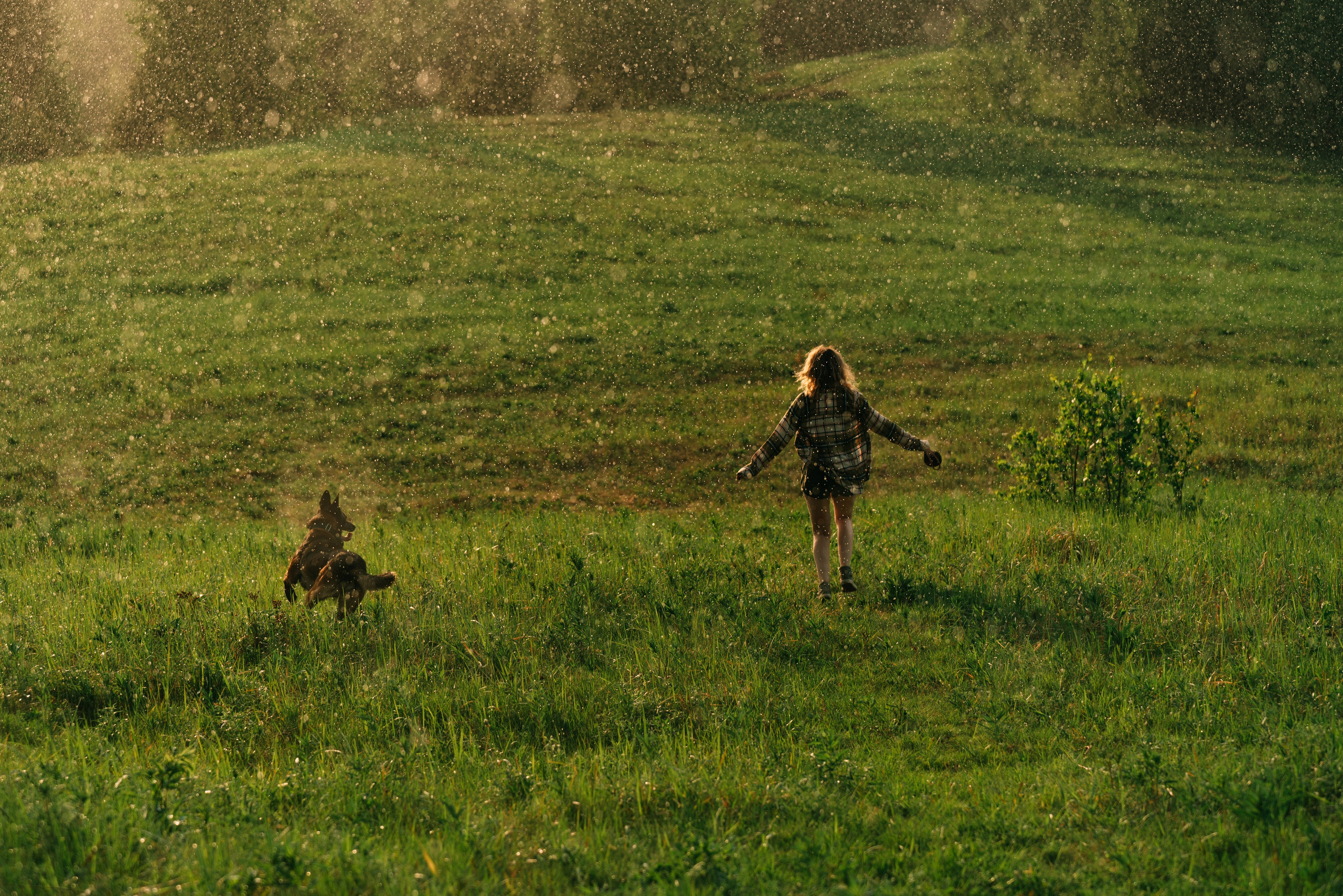 Фотоссесия с двумя собакми Спб. Фотограф анималист в Спб недорого Олеся Майорова