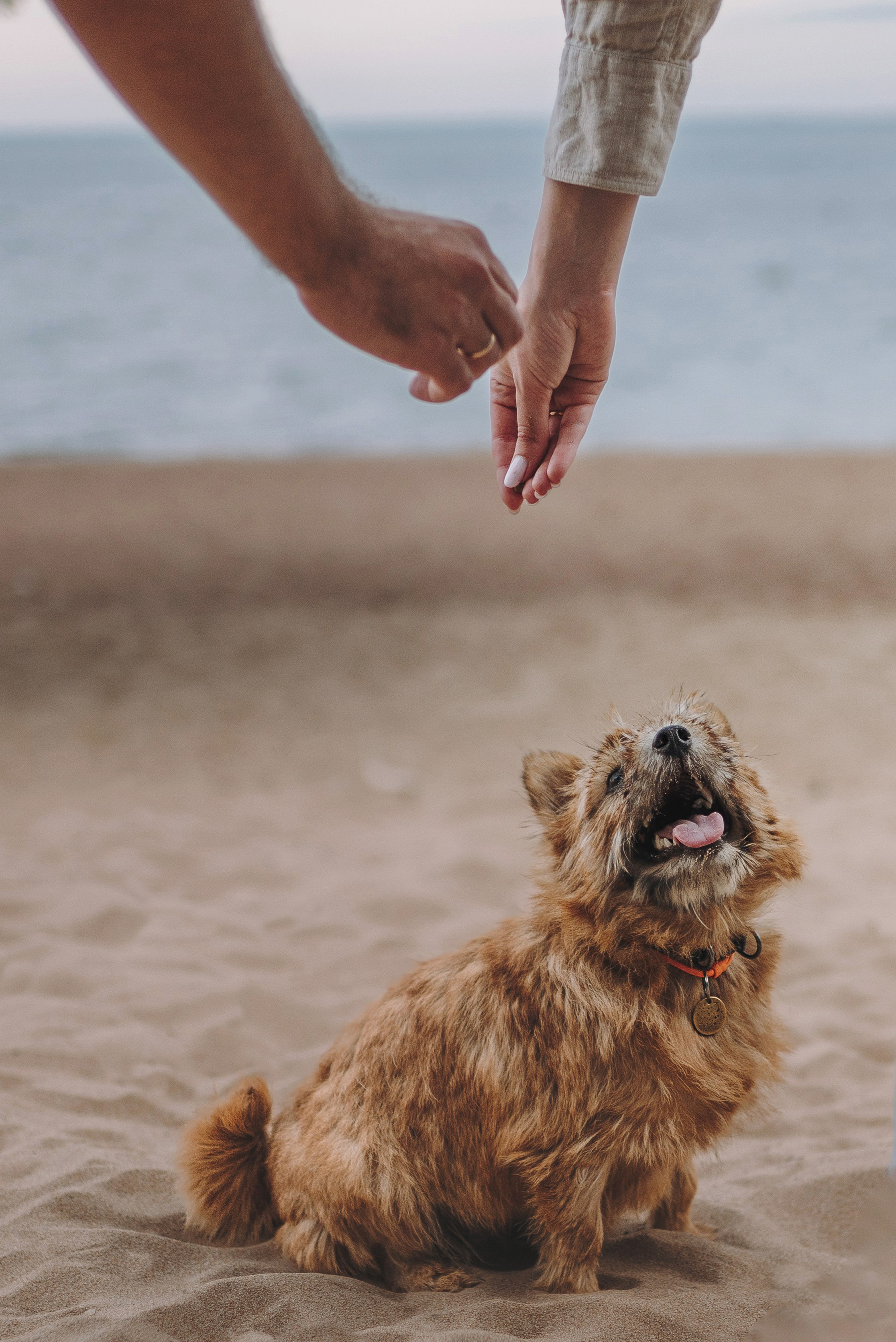 Семейная фотосессия с собакой Спб. Фотограф анималист в Спб недорого Олеся Майорова