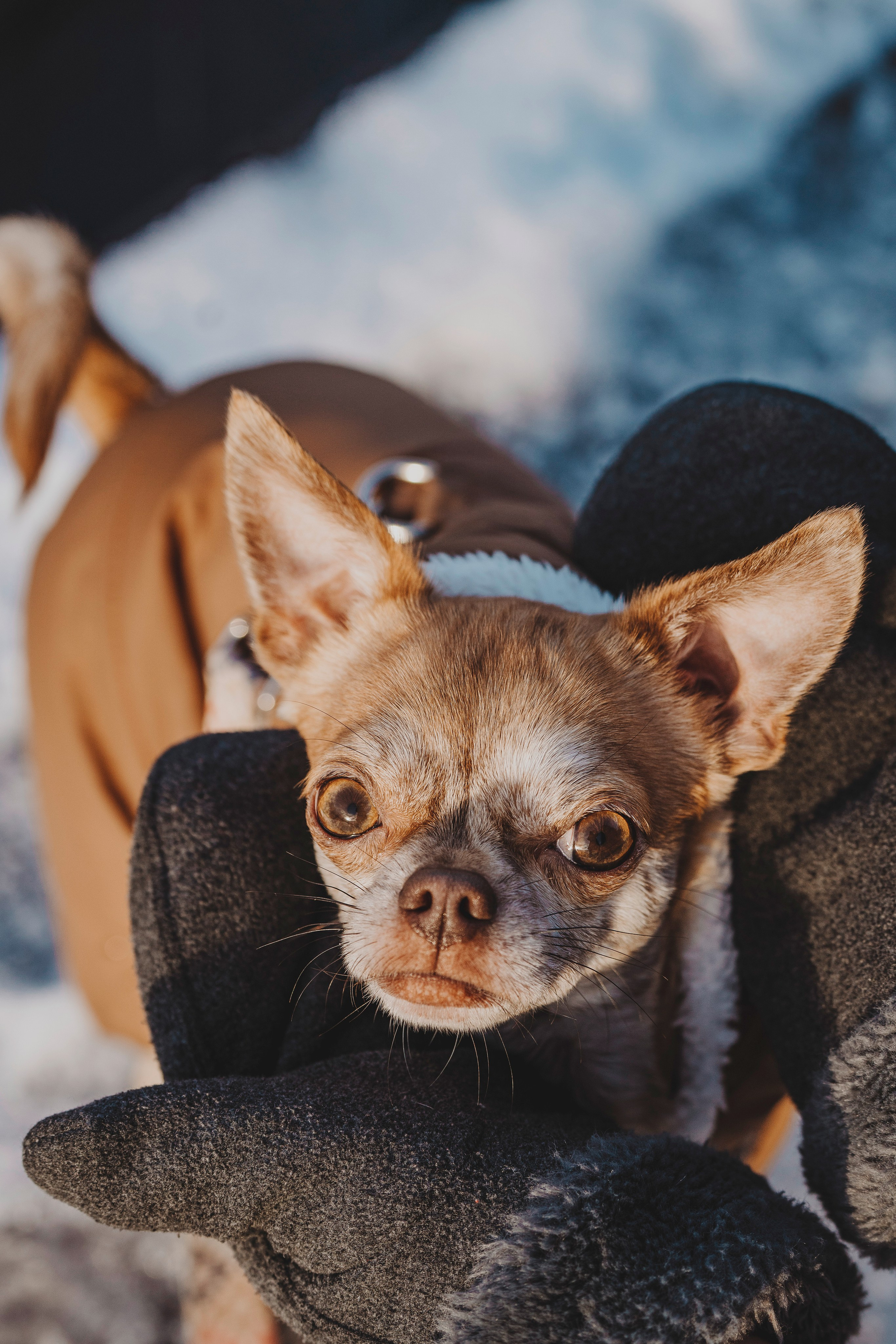 Наталия и Боря. Фотограф анималист в Спб недорого Олеся Майорова