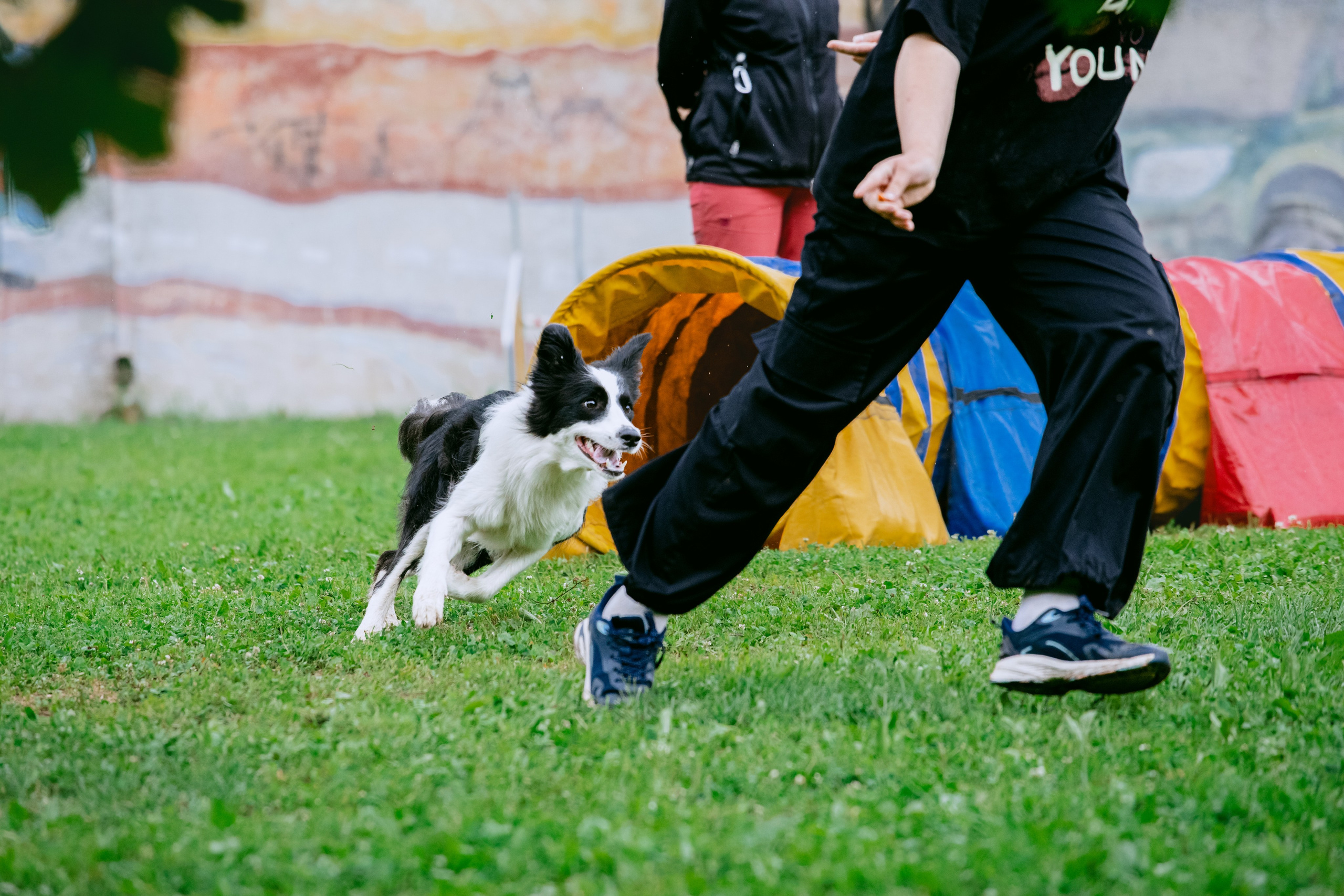 Соревнования по аджилити Долгопрудный 30.06.2025. Фотограф-анималист Татьяна Степанова