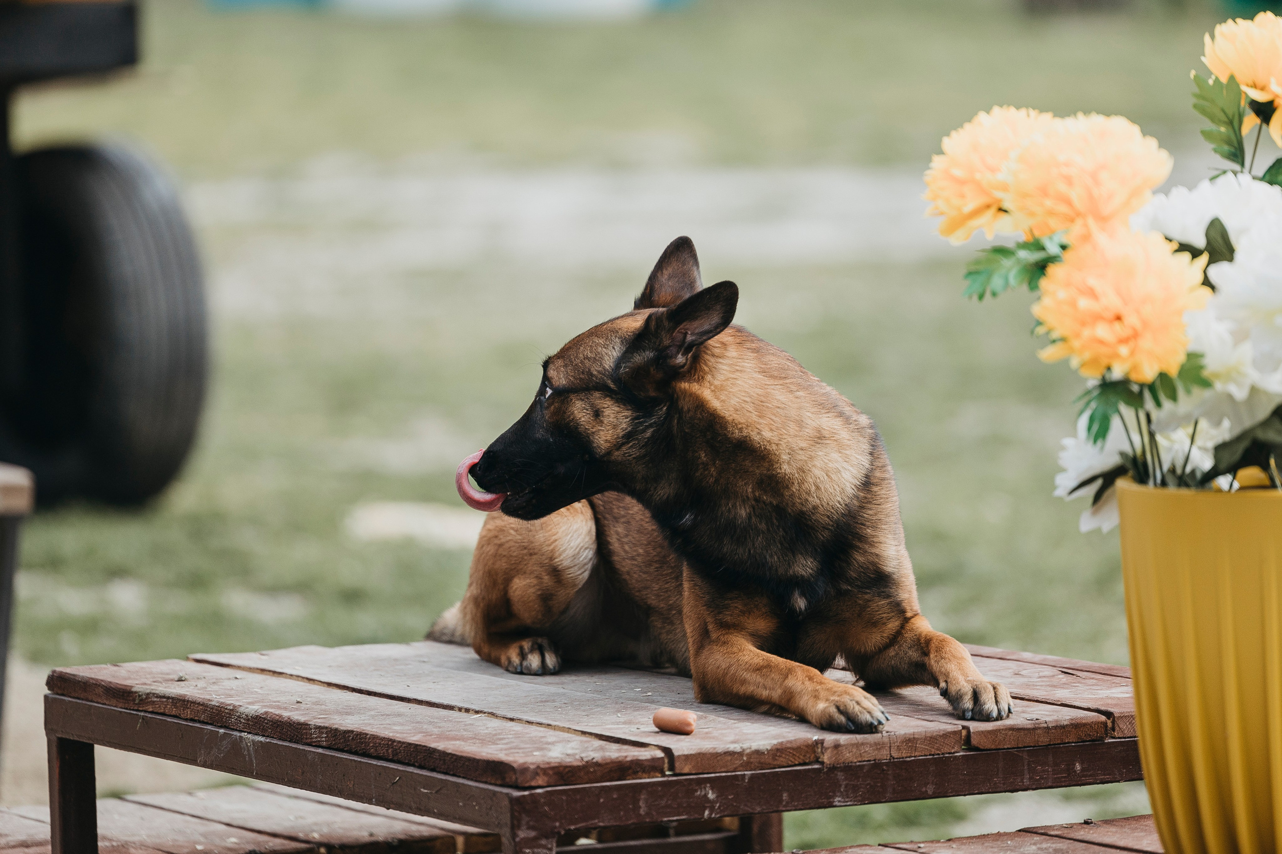 Геленджик Мондьоринг. Фотограф-анималист Анна Маринич