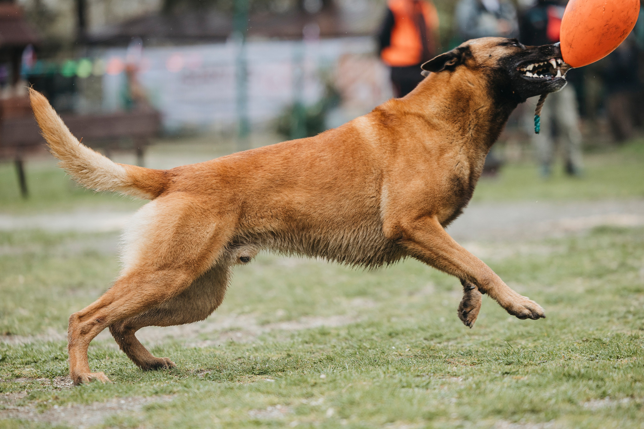 Геленджик Мондьоринг. Фотограф-анималист Анна Маринич