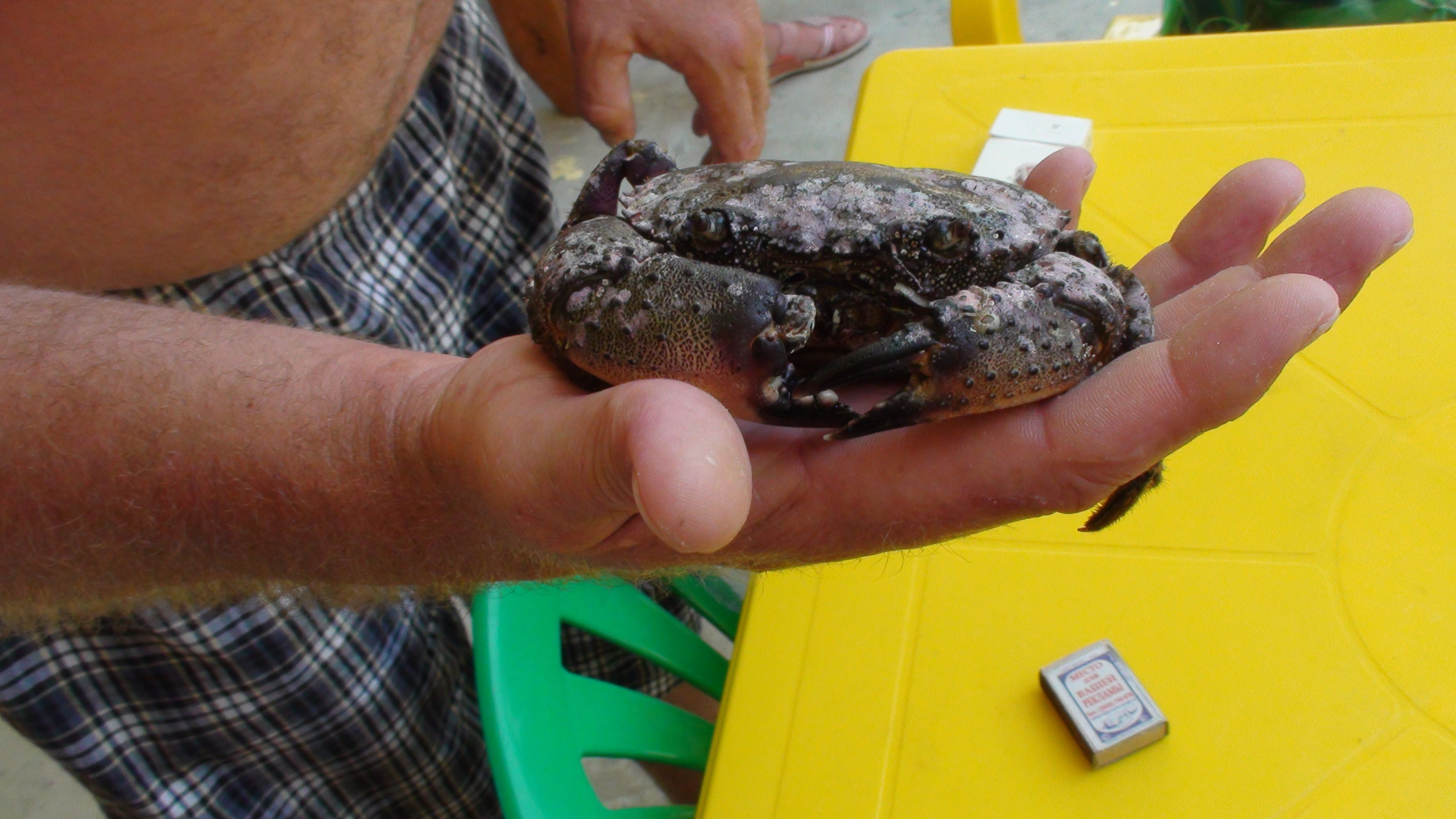 Отпуск 27.05-16.08. Семейный, Свадебный фотограф СПБ Питер— Романова Екатерина