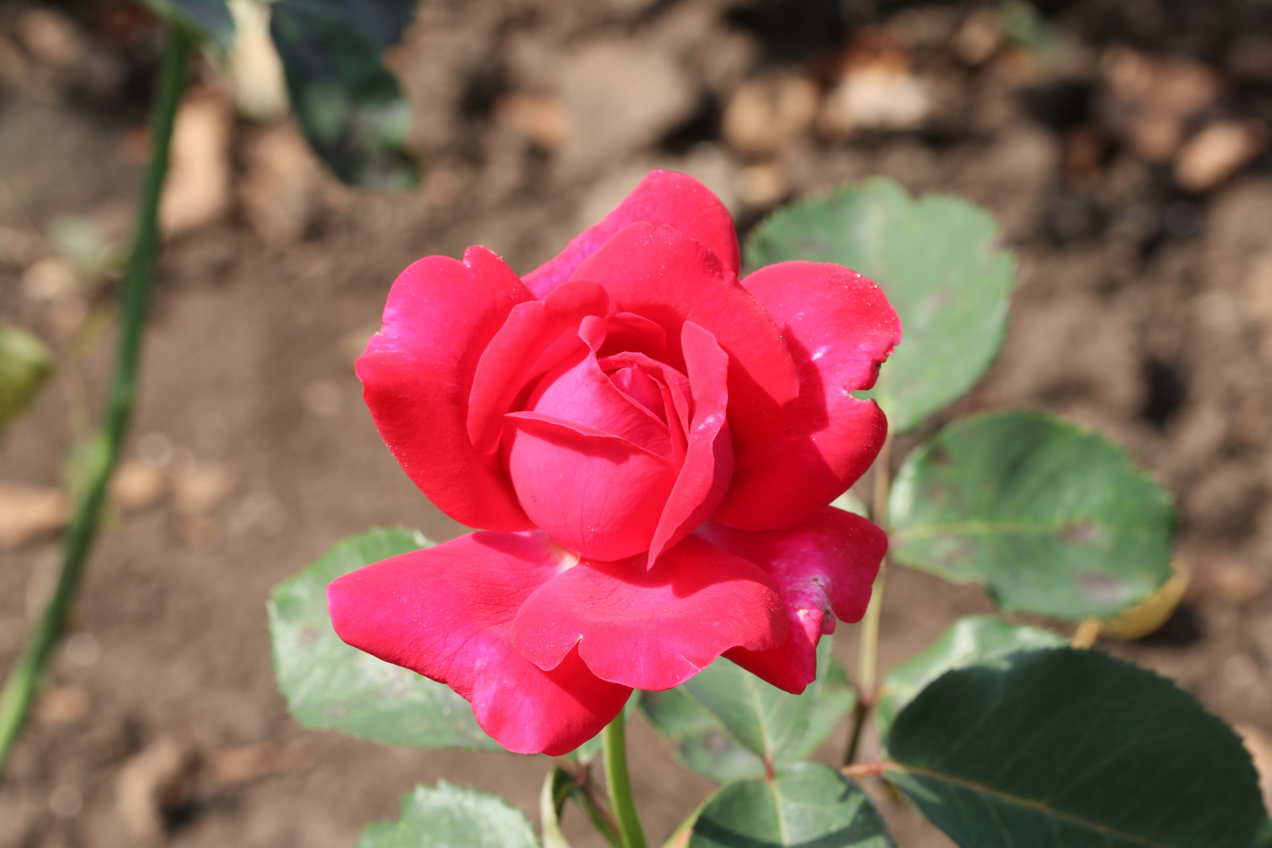 Долина роз в Кисловодске. Фото-художник и Репортажный фотограф Николаев Александр Алексеевич