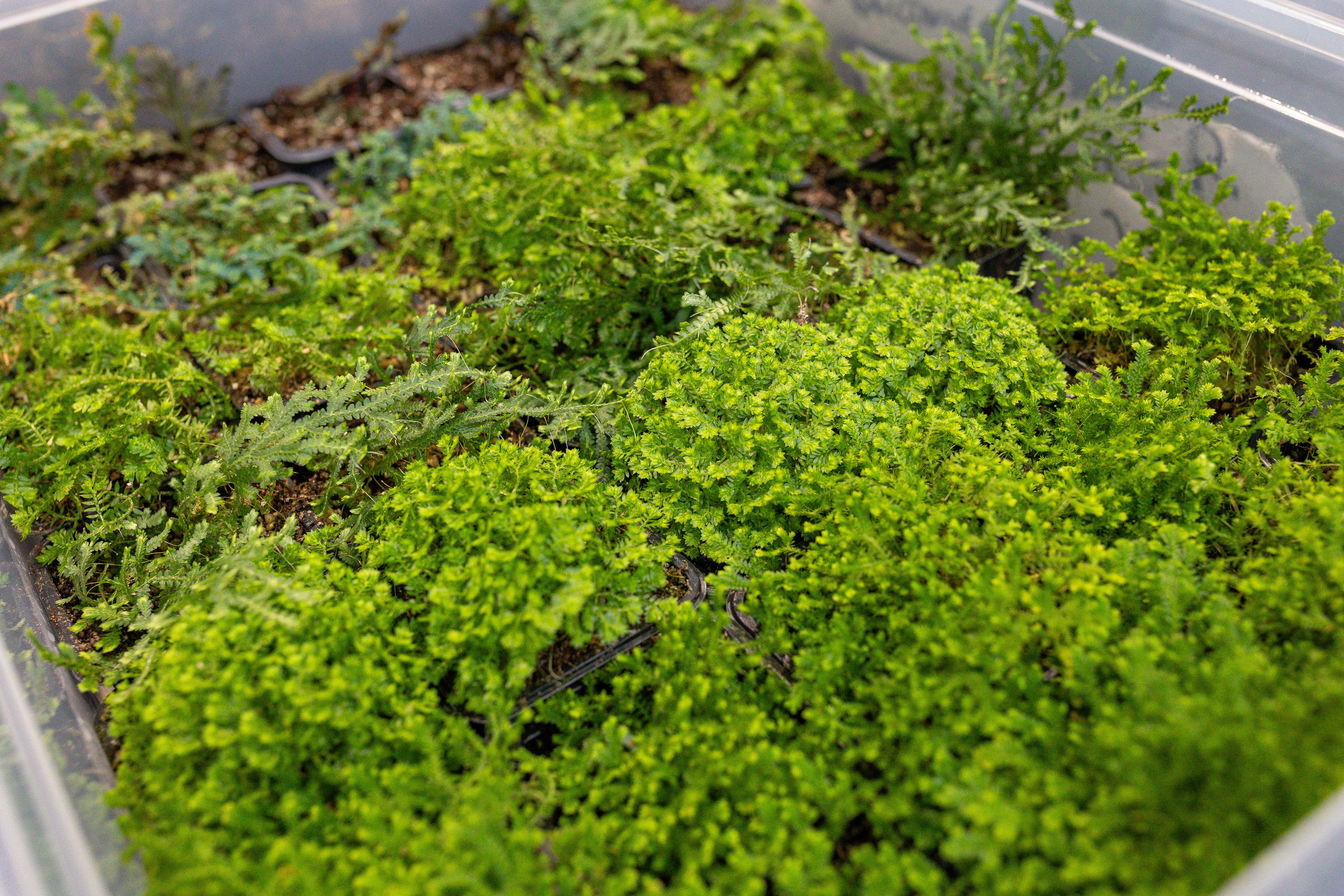 Green rare июнь 2025. Александра Куликова фотограф, Москва