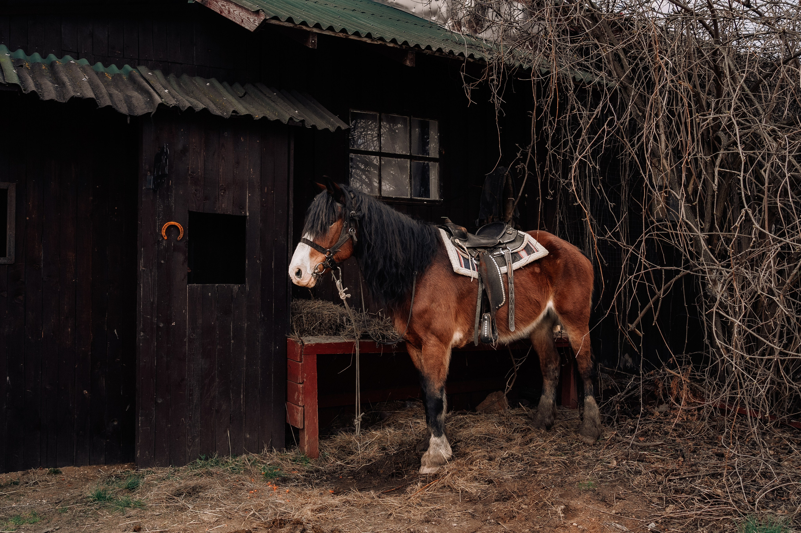 Фотосъемка мероприятия в ранчо Аванпост. Свадебный и семейный фотограф в Москве и МО Геннадий Туманцев