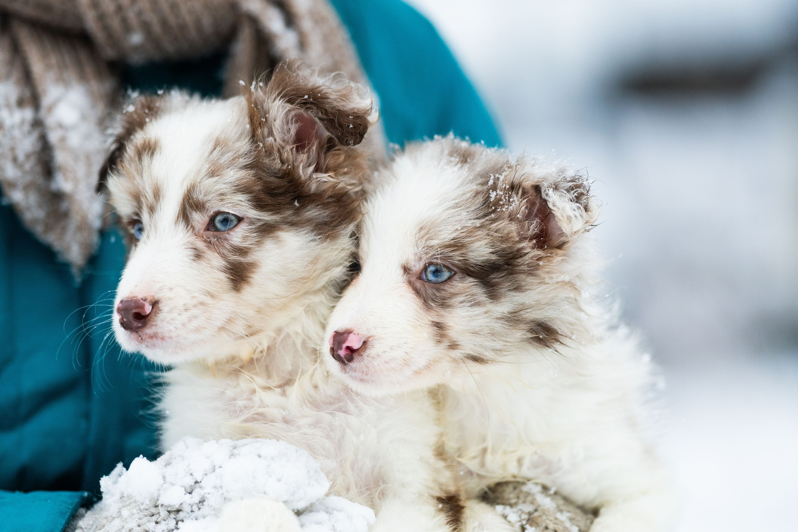 Фритсвит. Семейный фотограф Ефремова Виктория