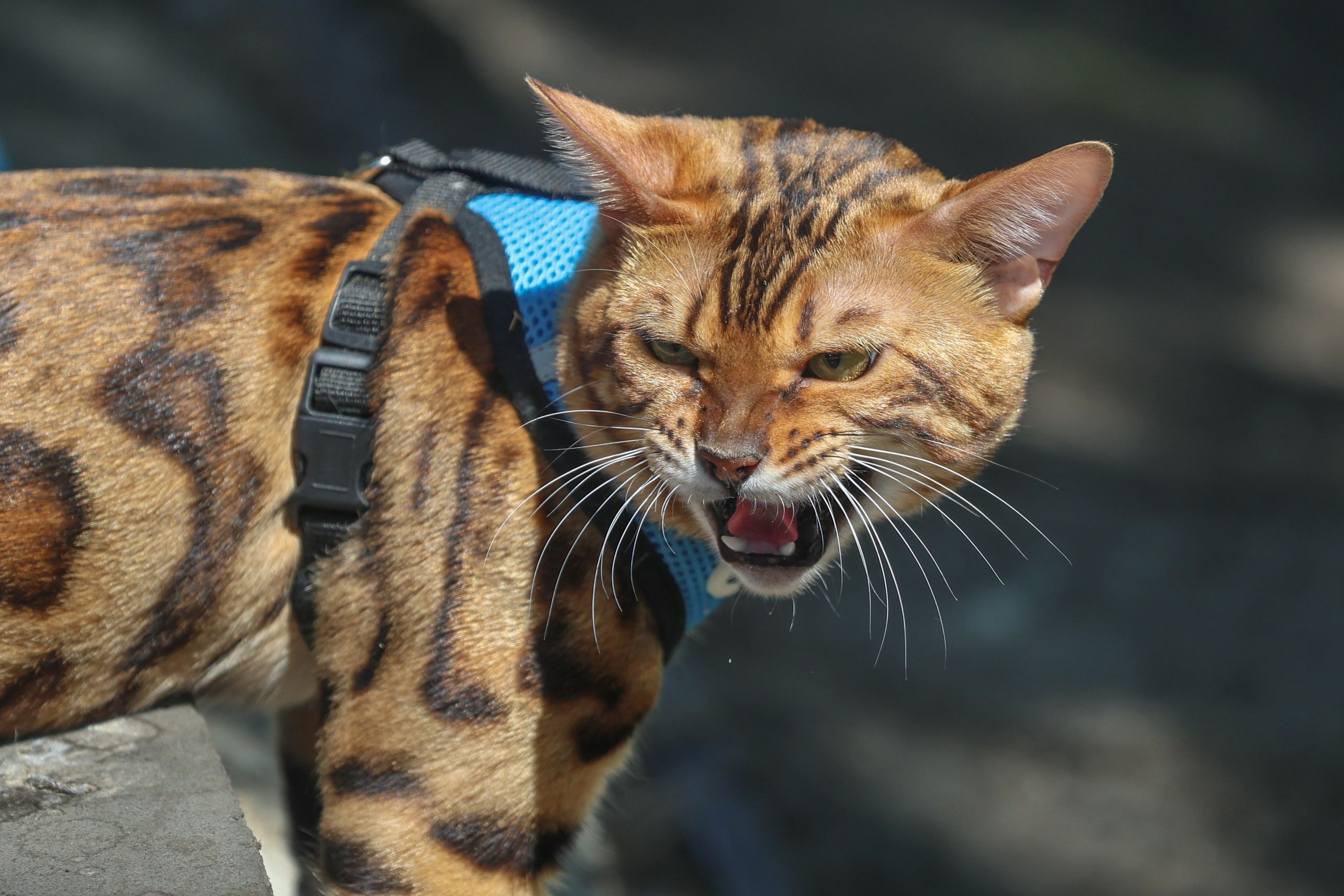 В мире животных. Фотограф Дмитрий Алексеев