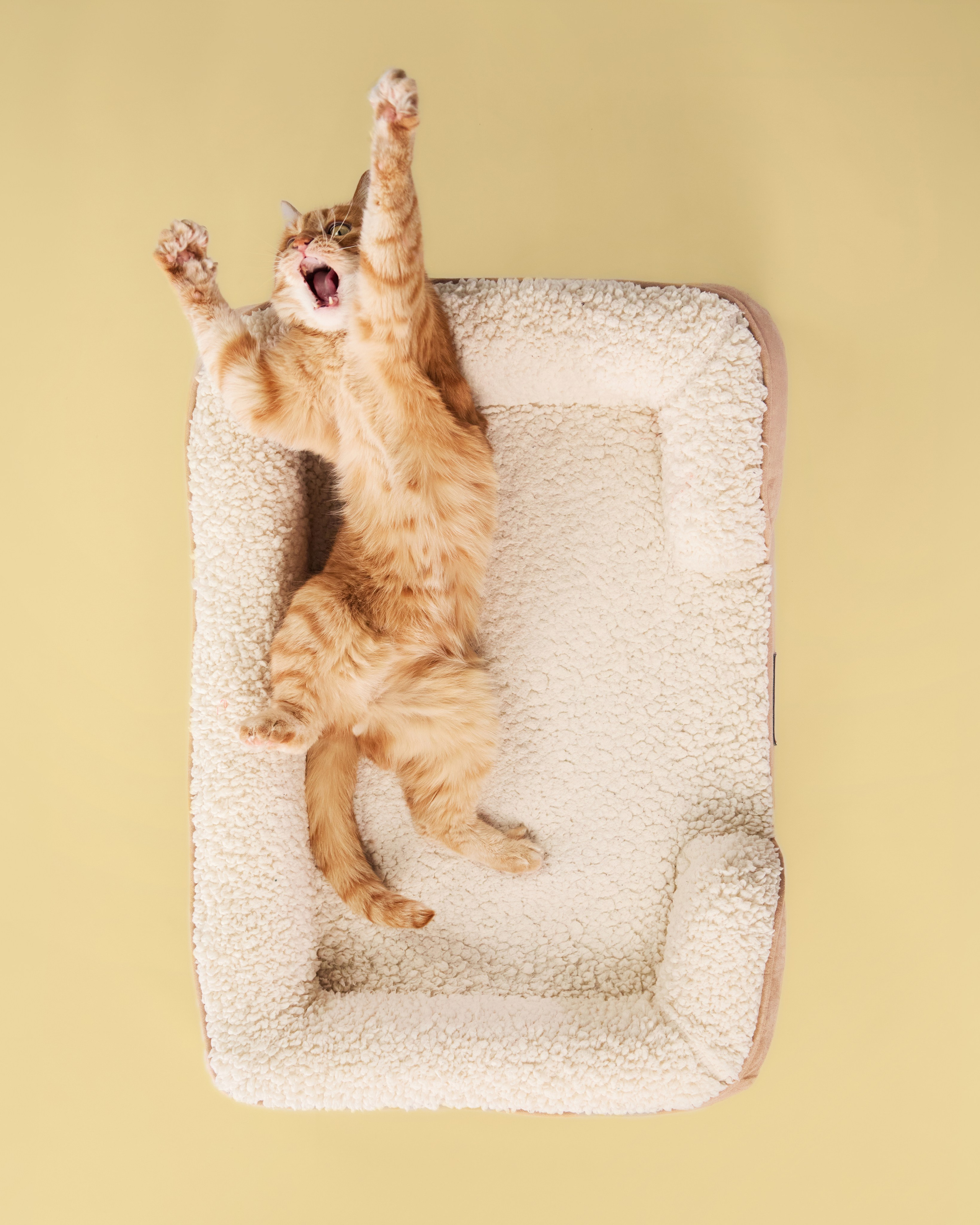 Commercial photography. Фотограф-анималист Аверьянова Анна — Художественная фотосъёмка собак