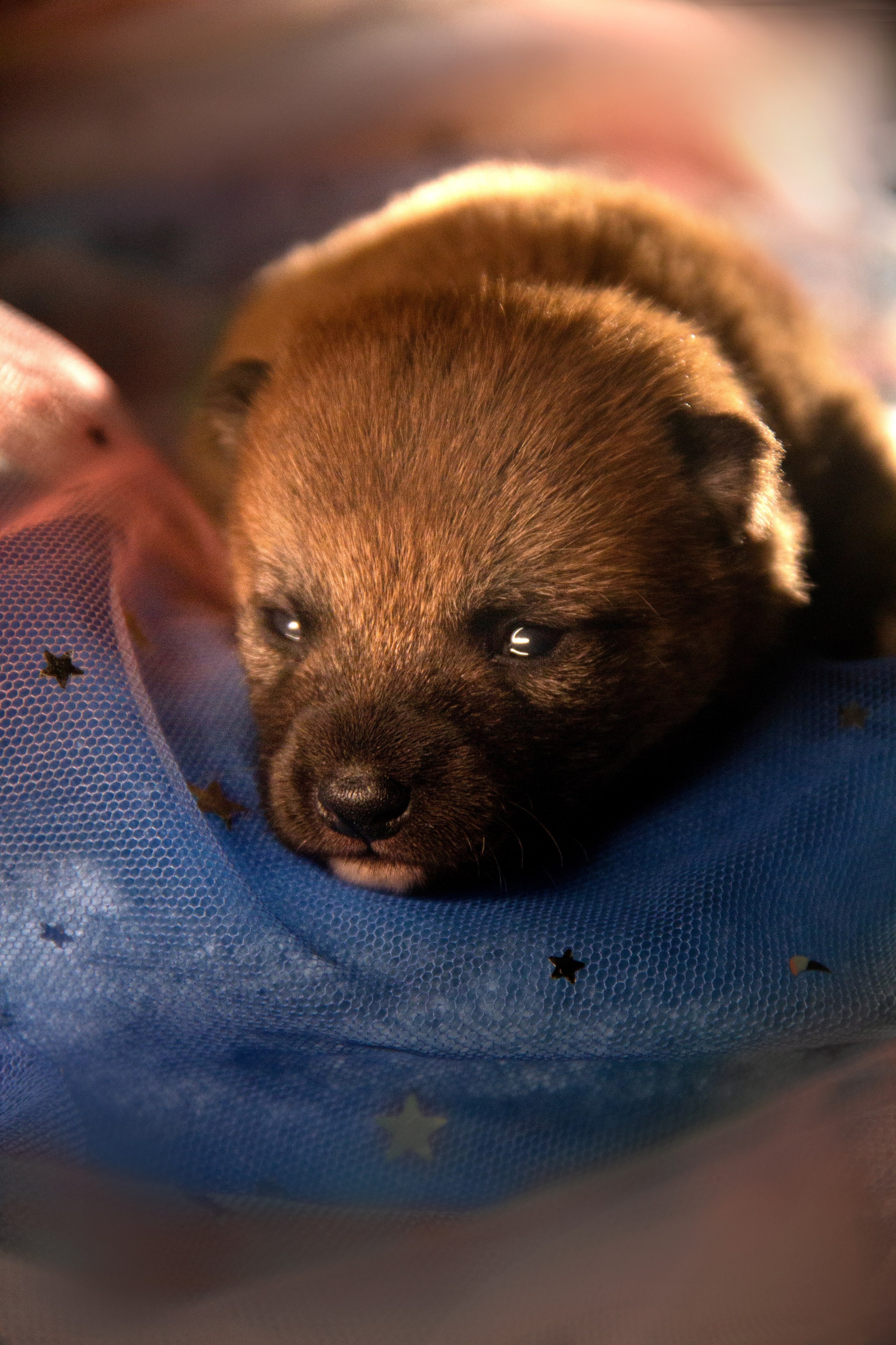 Щенки. Фотограф — анималист в Москве и области Ольга Петракова