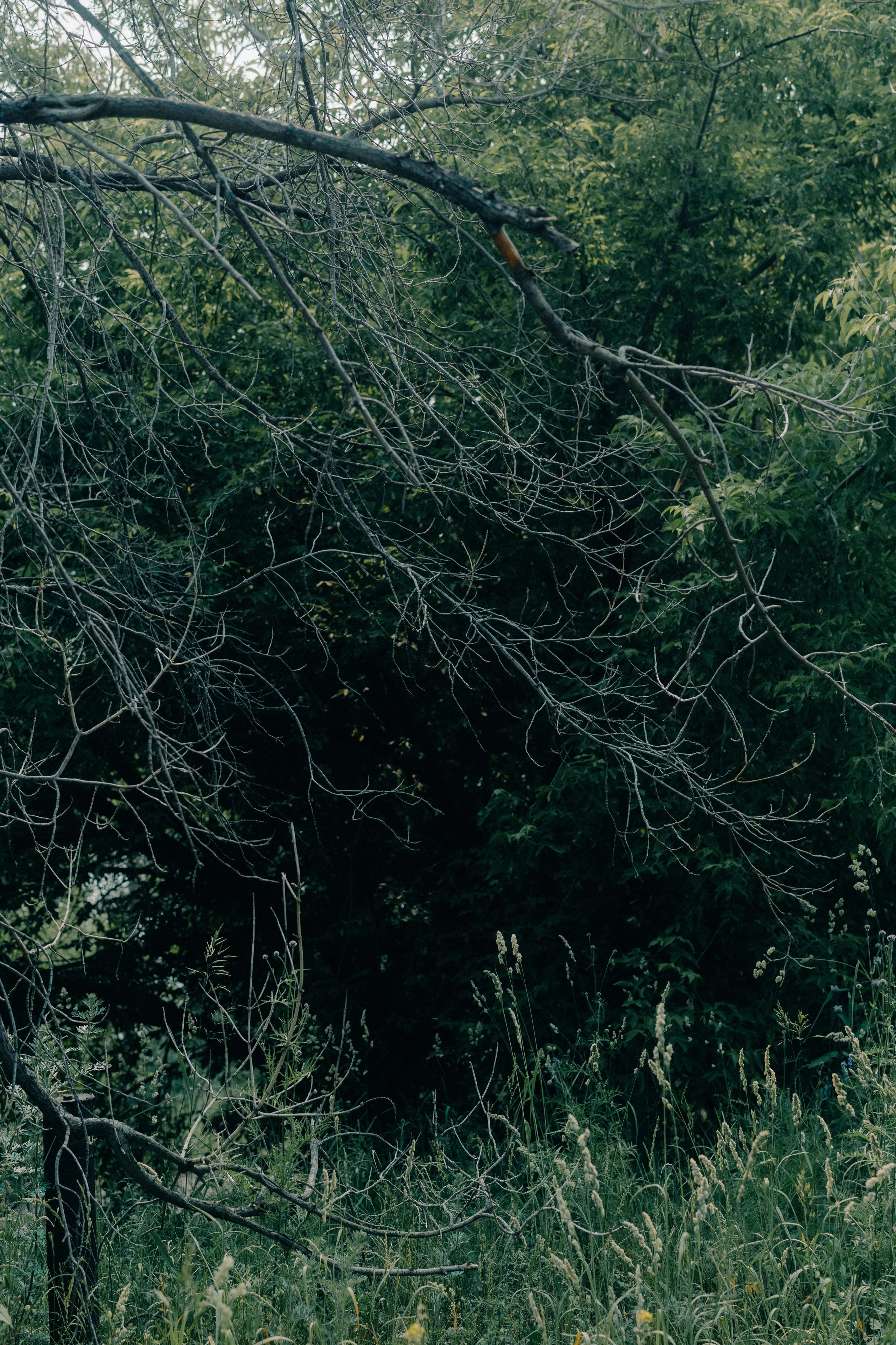 Лагерный сад, Томск. Veronika Popadeikina Photographer