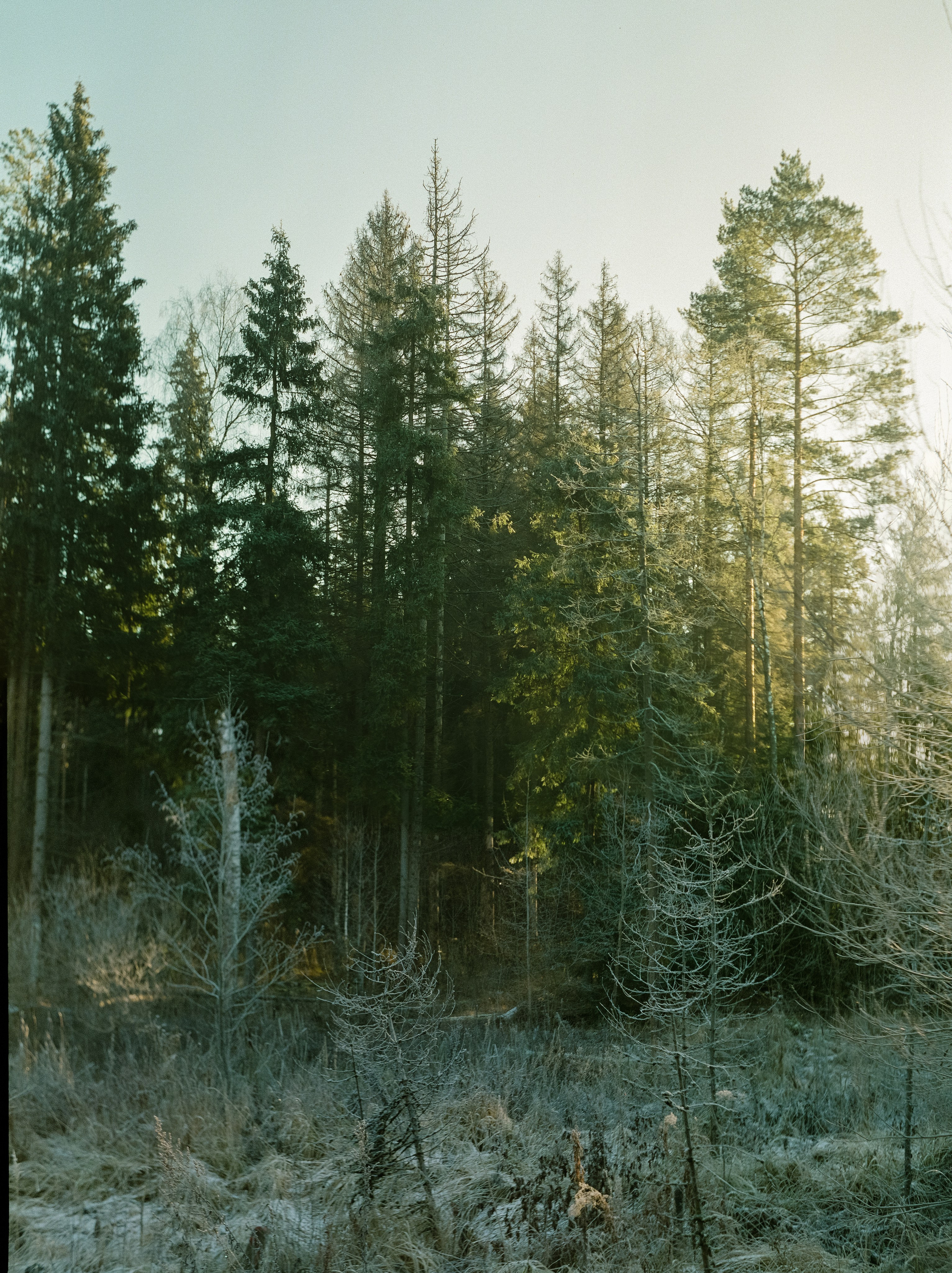 Rollop Enna Munchen Ennagon / Fujicolor PRO 400H