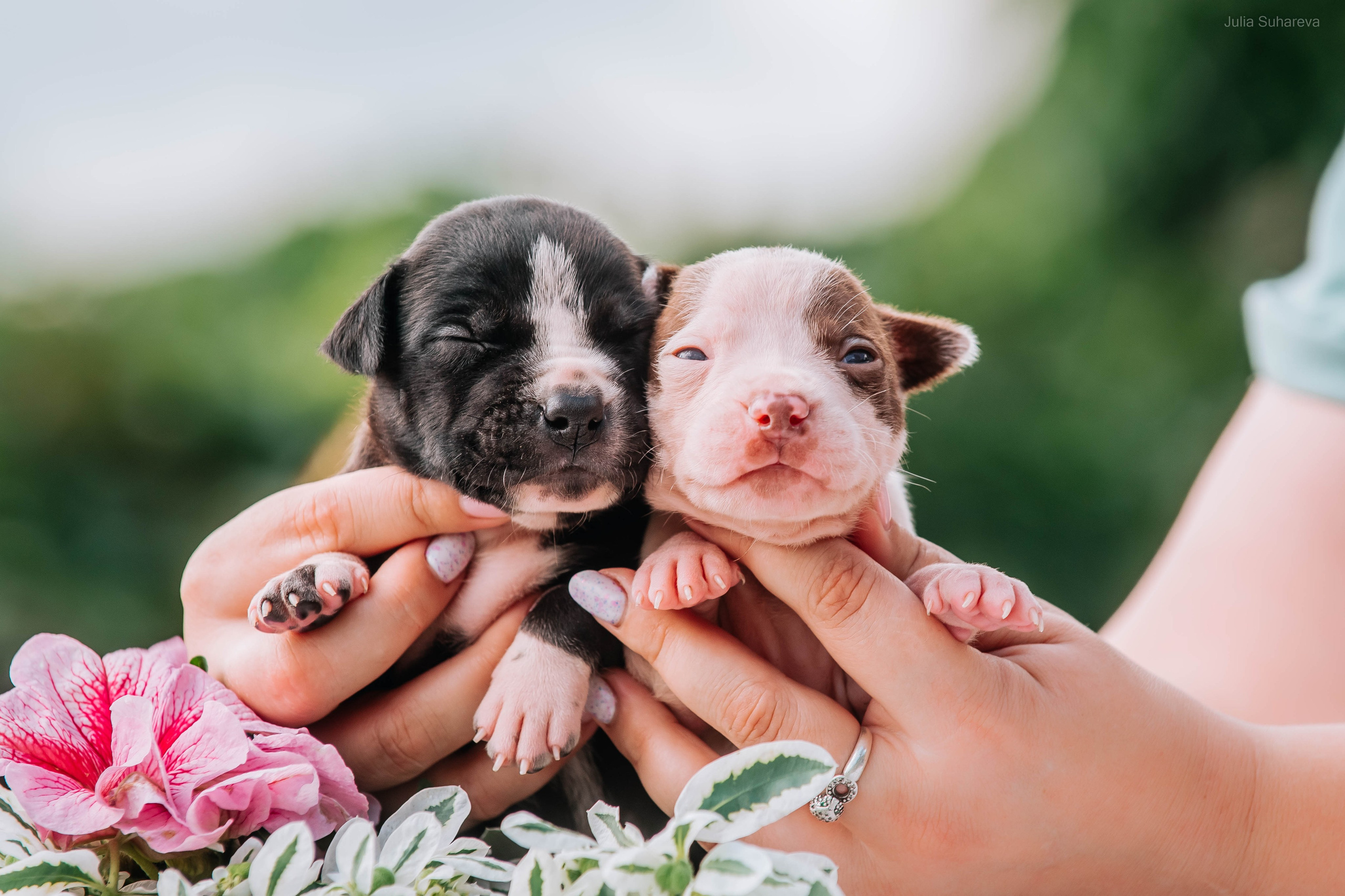 Щенки 2 недели. Главная