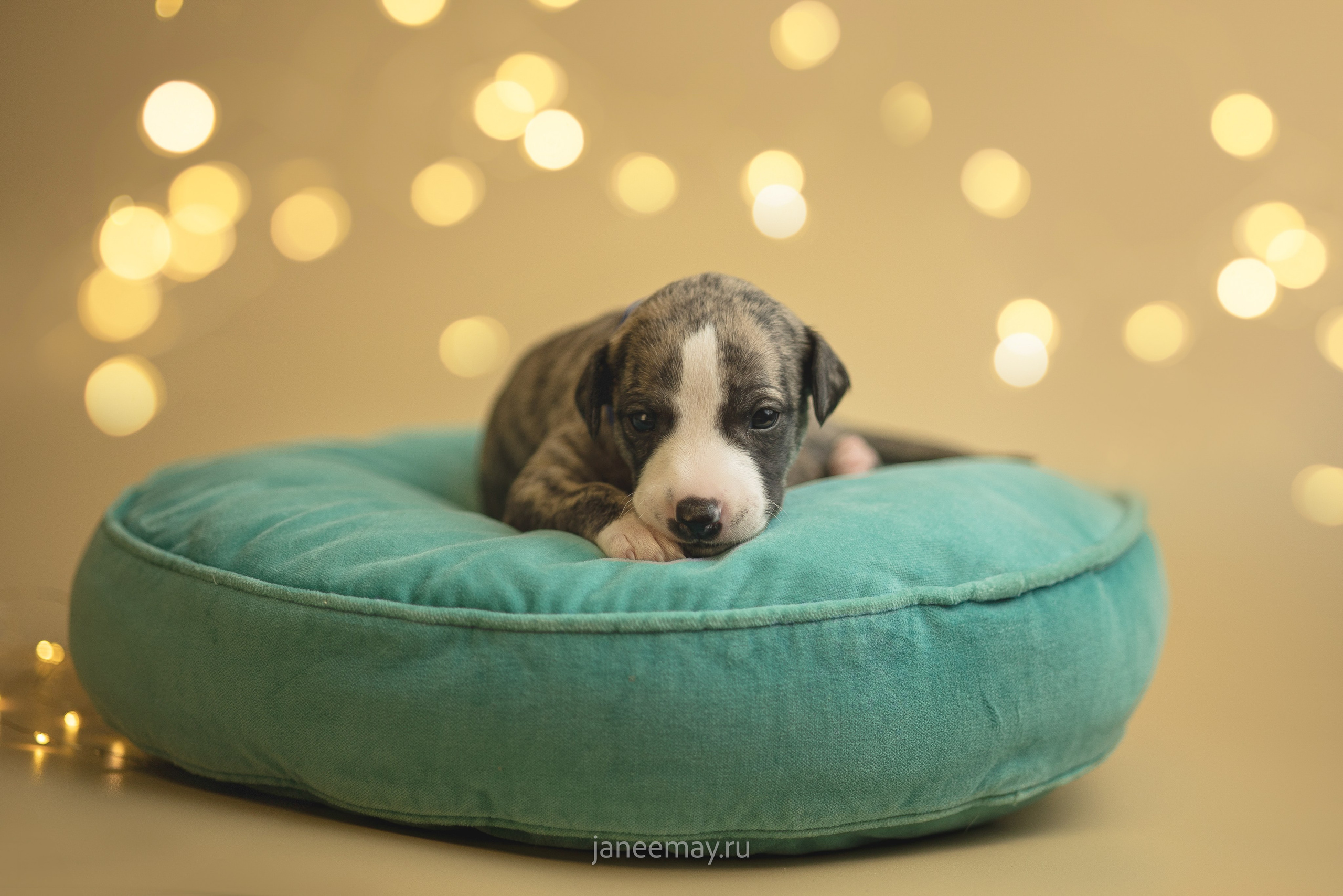 Малыши уиппеты Великбековых. Фотограф анималист в Москве Майорова Евгения