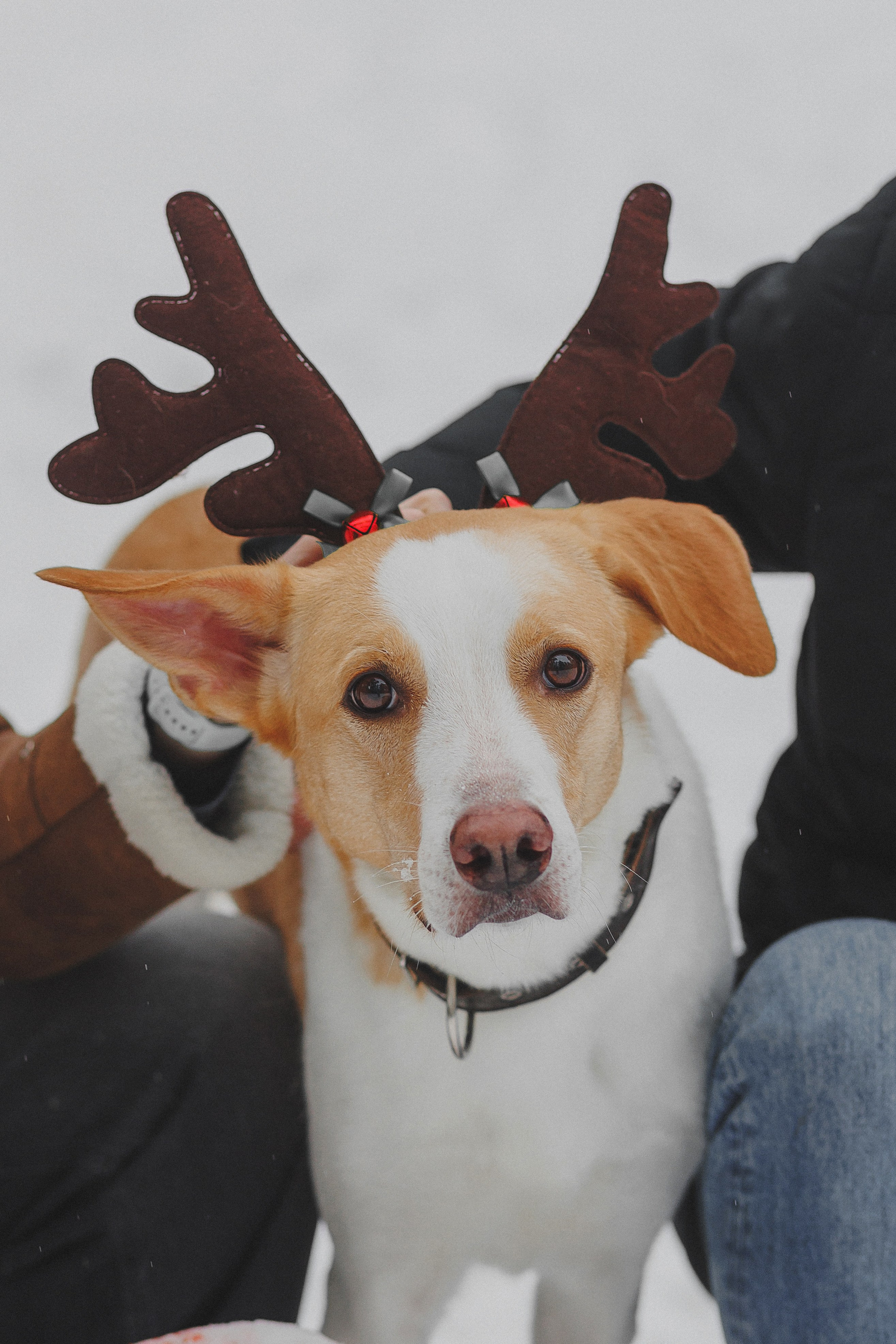 Зимняя фотосессия в лесу с собакой. Фотограф в Москве и Люберцах Анна Ушакова