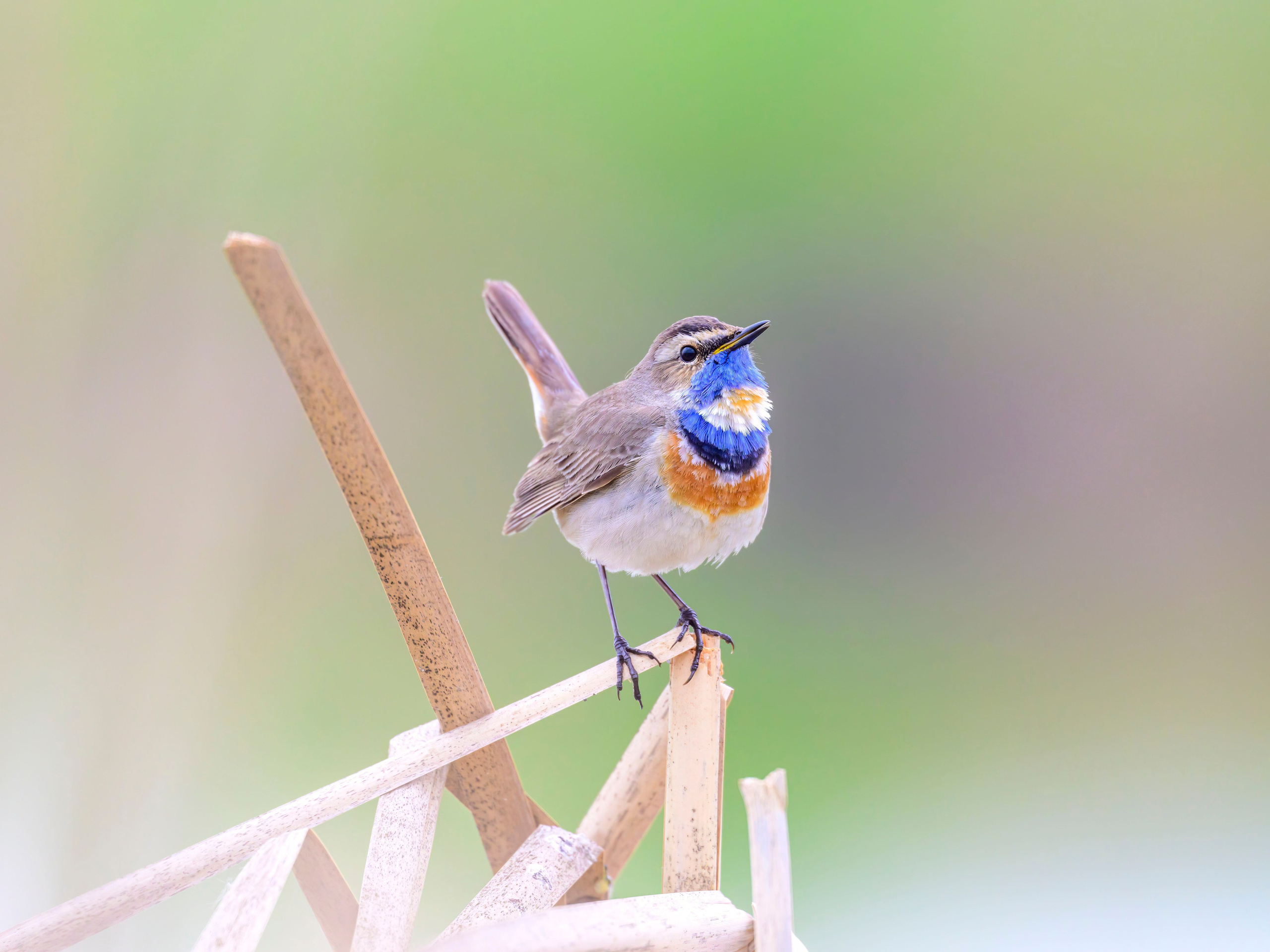 Варакушка. Фотограф Сергей Пупонин