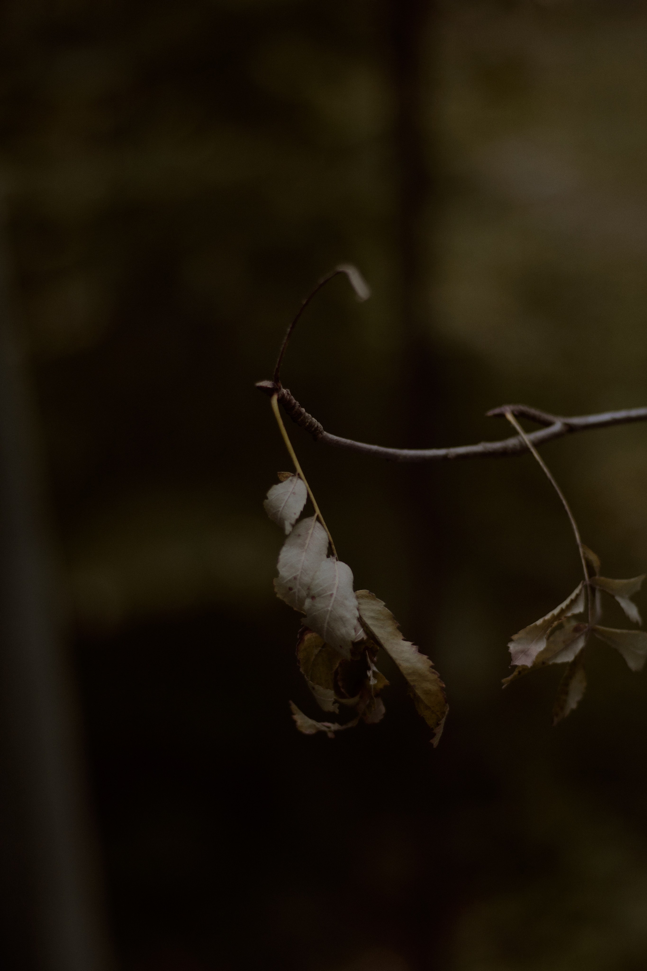 Стеклянная Оранжерея. Фотограф лавстори Москва/МО Приятелева Ангелина