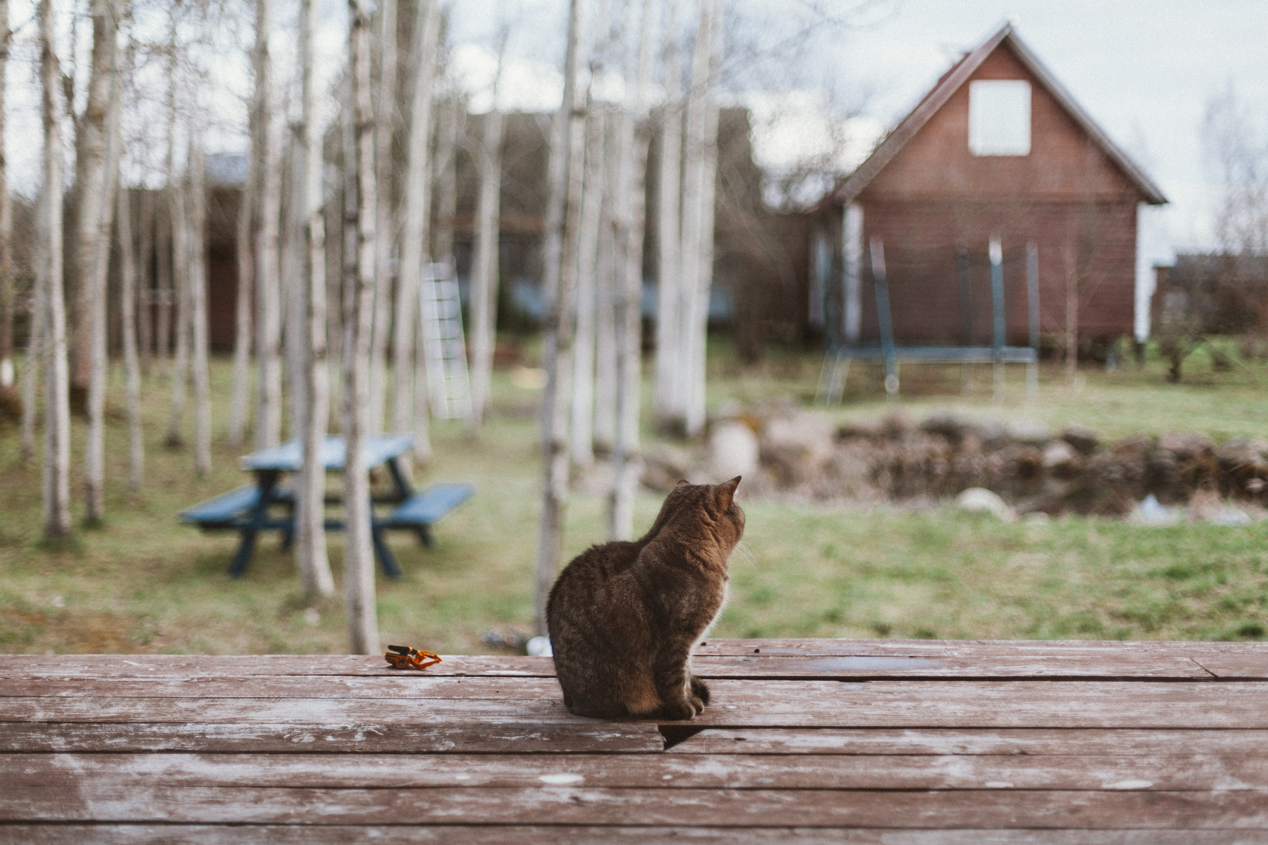 Aourica — Фотограф Ольга, Санкт-Петербург, Москва, Гагарин