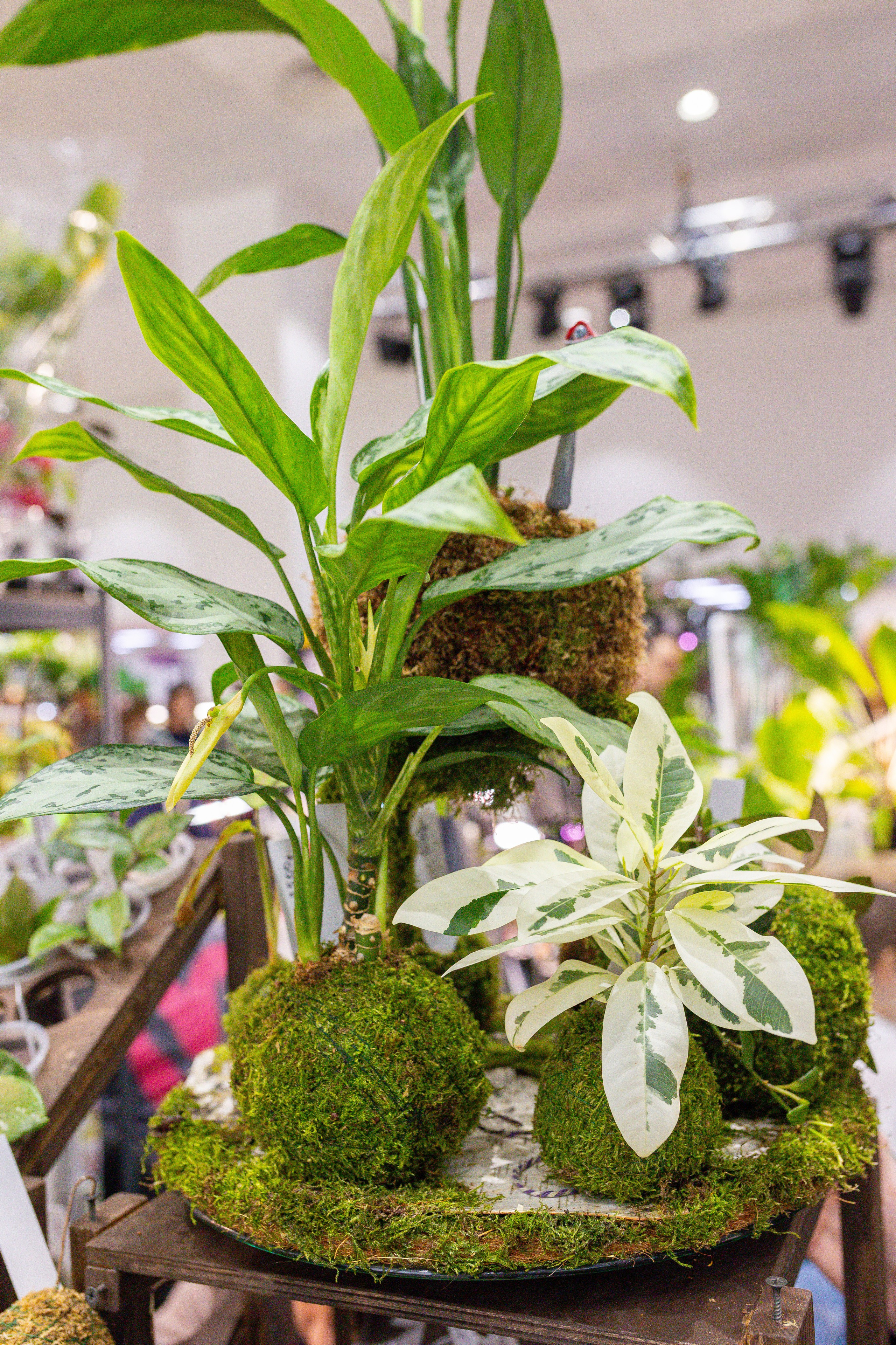 Монстериум 11–12 октября. Александра Куликова фотограф, Москва