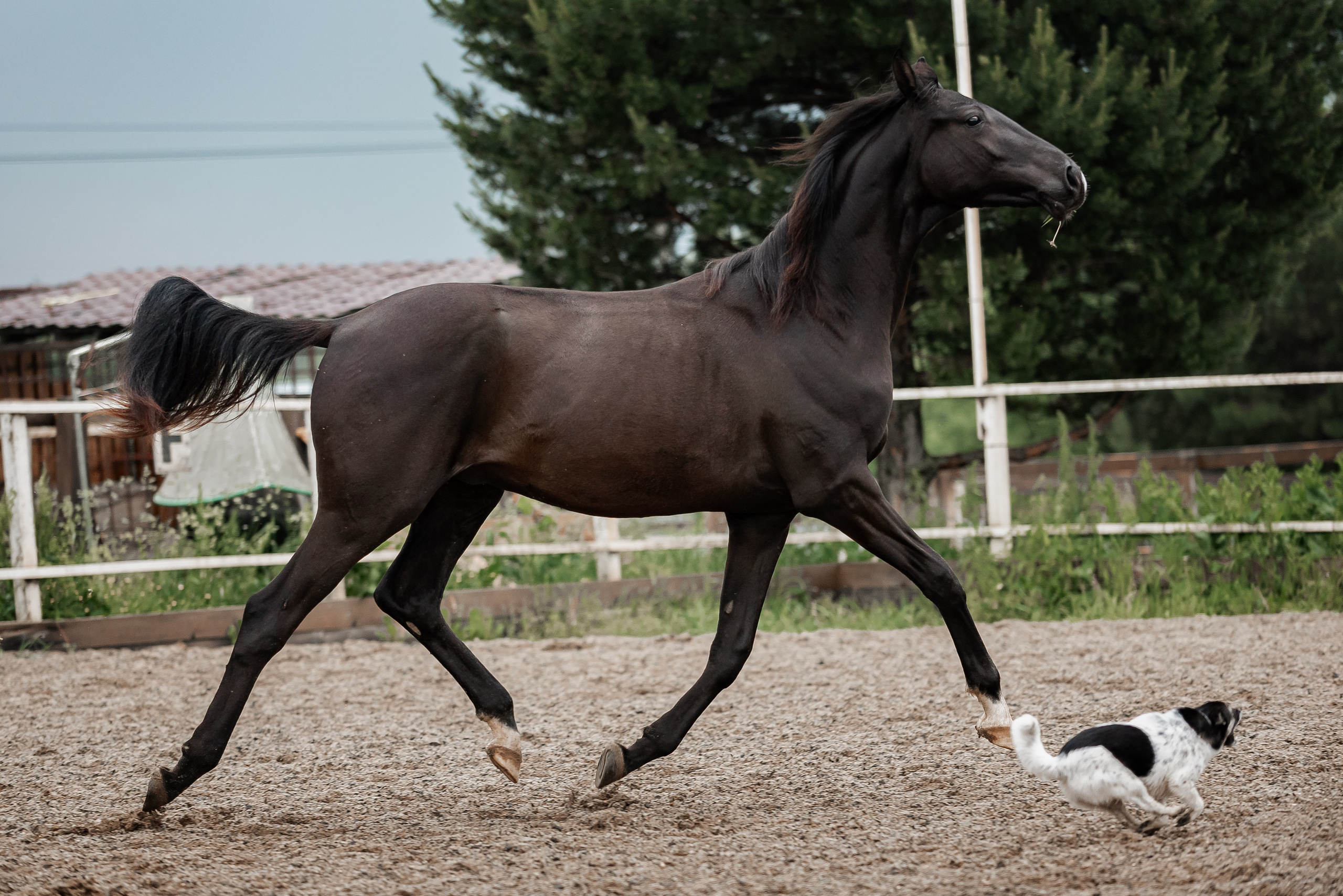 Рони и Зося. Куракина Дарья • Конный фотограф