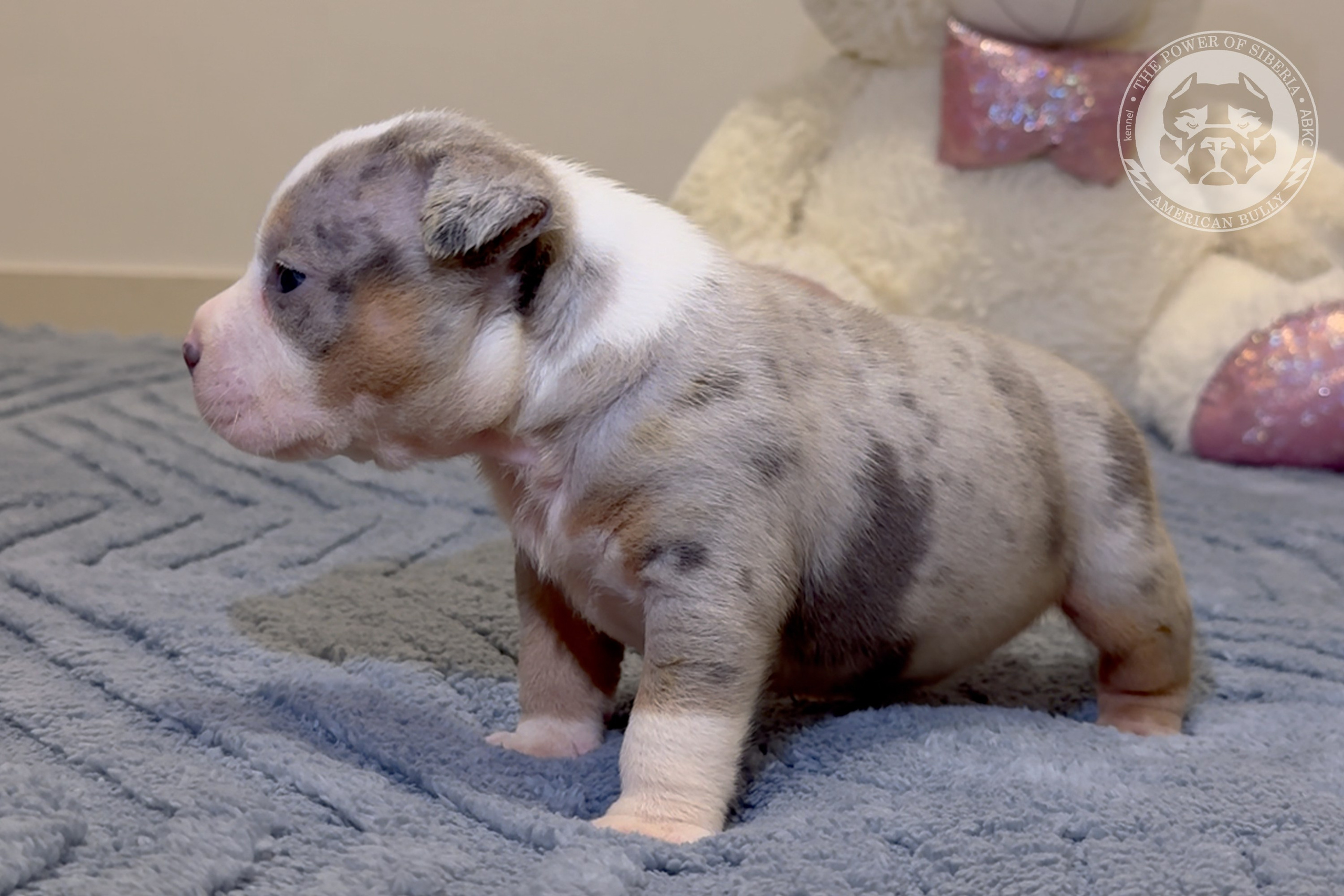 Свободные щенки Американский Булли, в типах покет, классик, стандарт. Американский Булли в г. Ростов-на-Дону. Питомник THE POWER OF SIBERIA