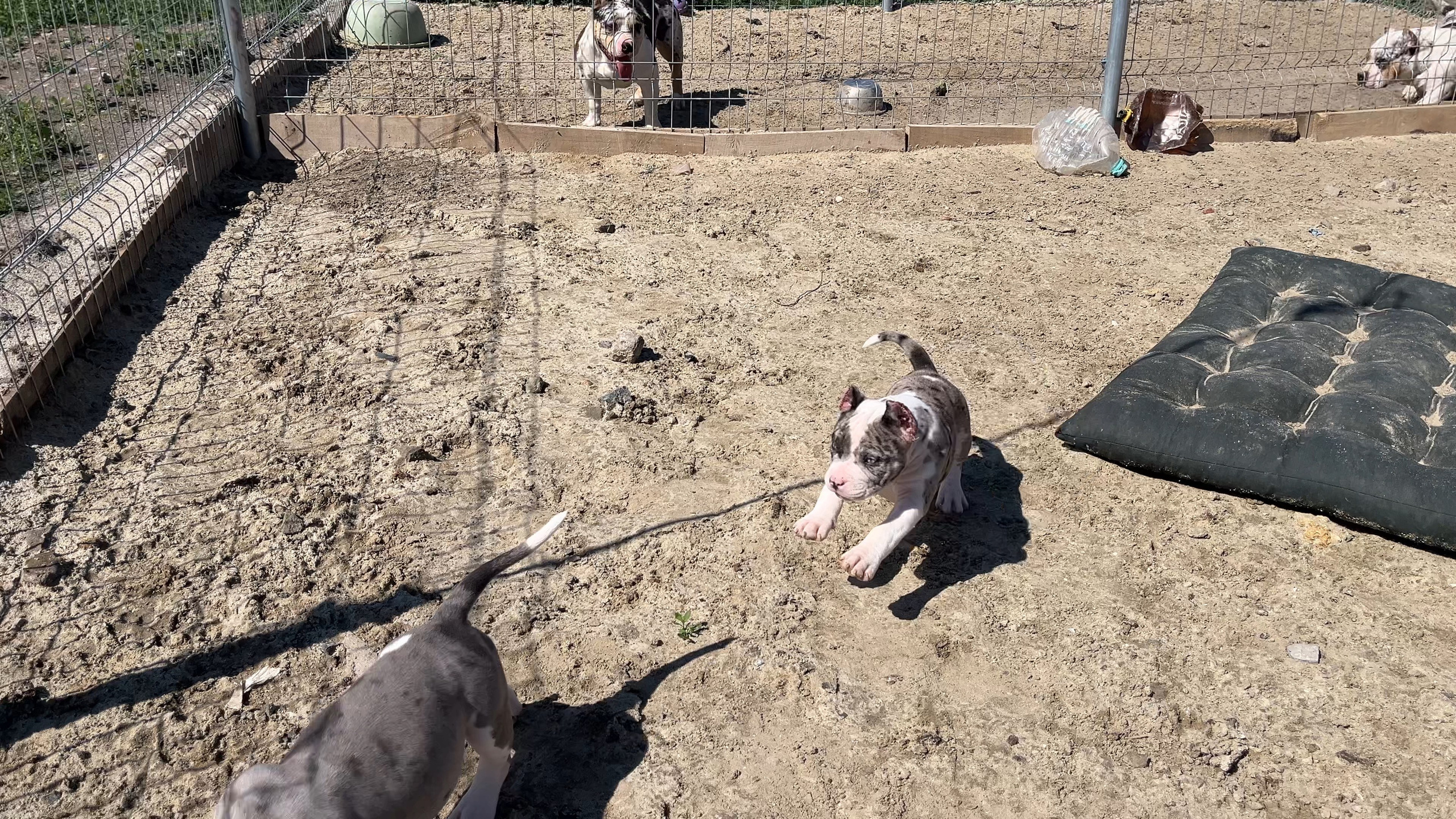 Фотографии Керри Американского булли Классик в возрасте 4 мес. Американский Булли в г. Ростов-на-Дону. Питомник THE POWER OF SIBERIA