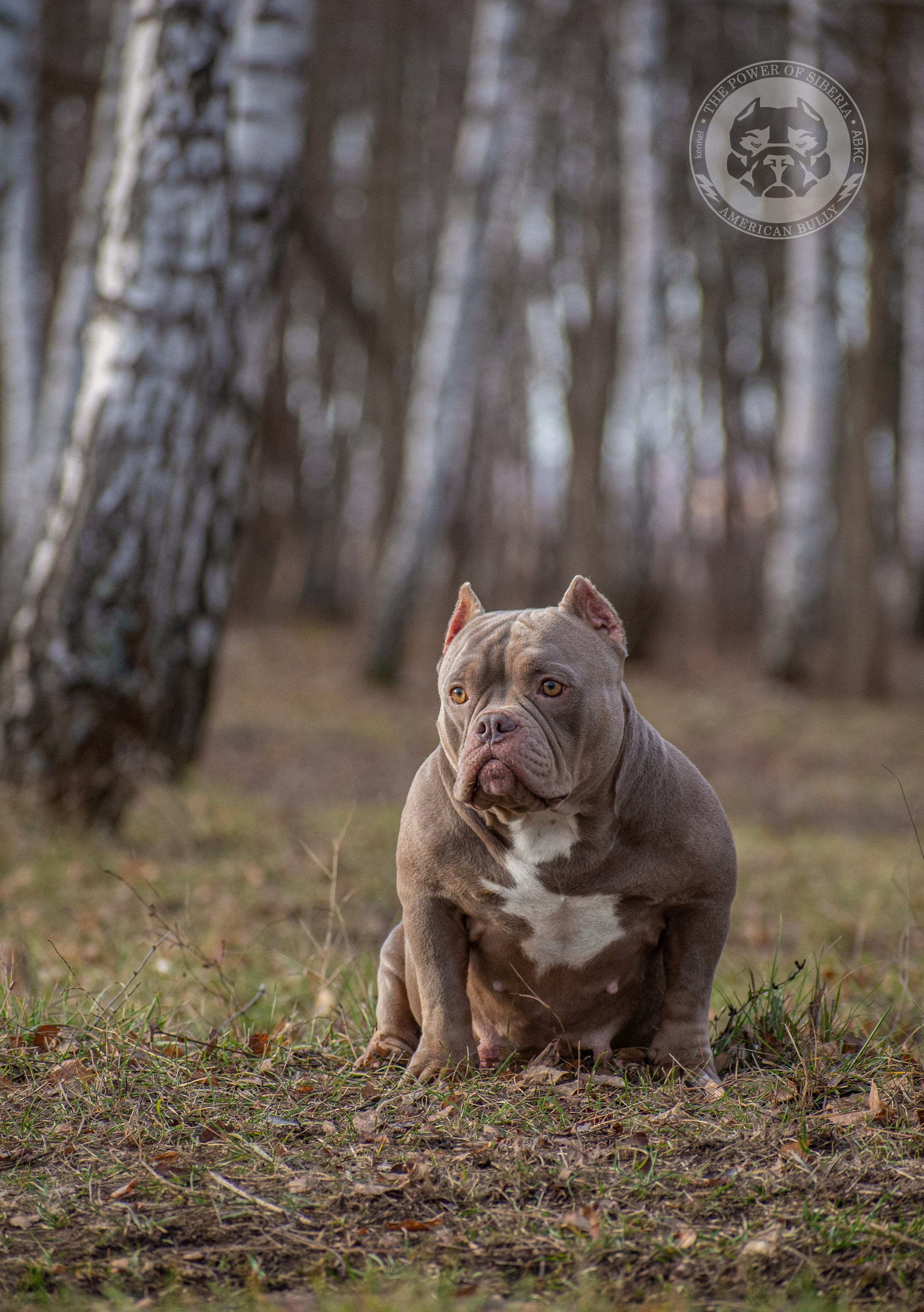 продажа щенков American Bully в Перми