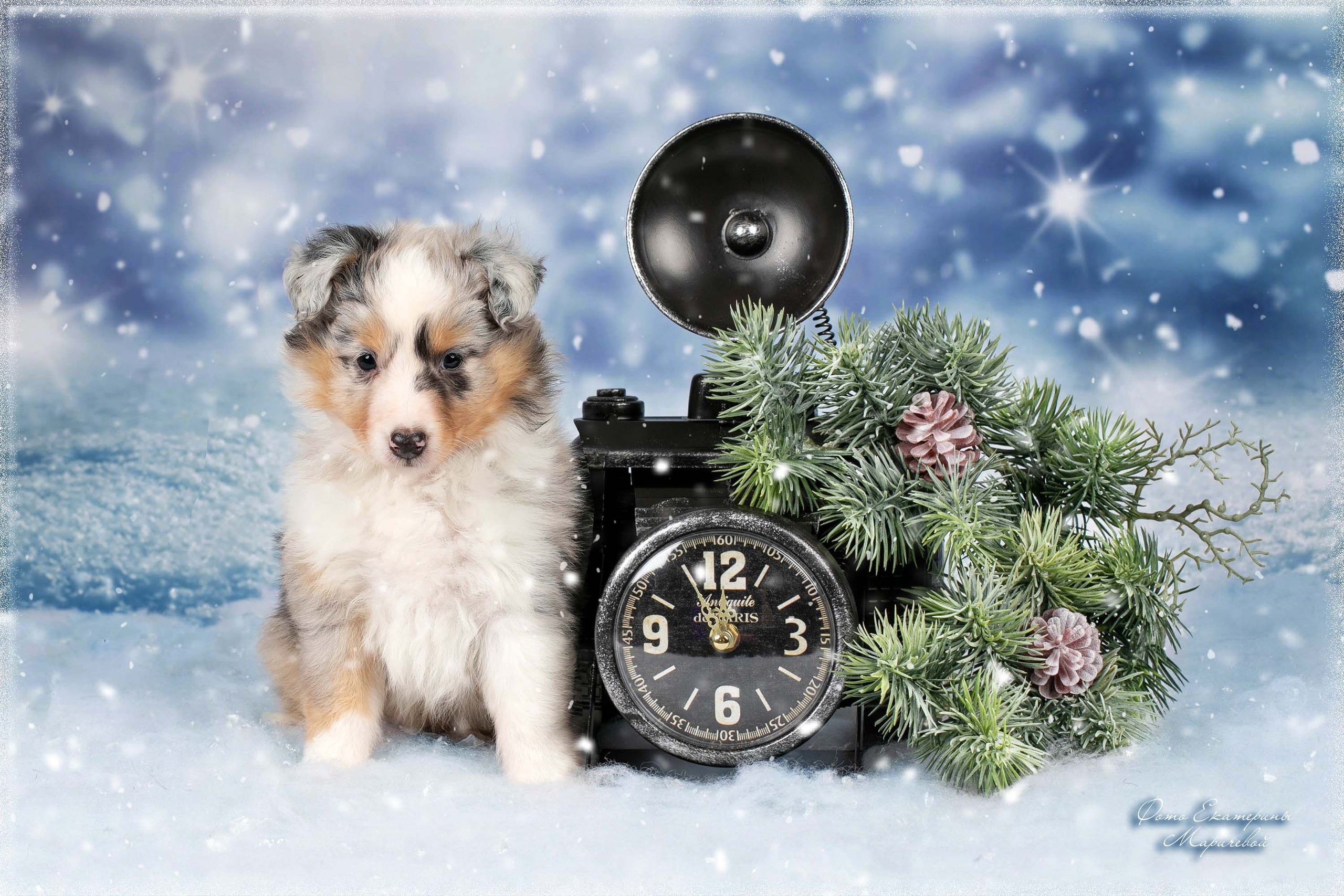 Тематические фоны с рисунком. Фотограф-анималист в Омске Екатерина Маричева