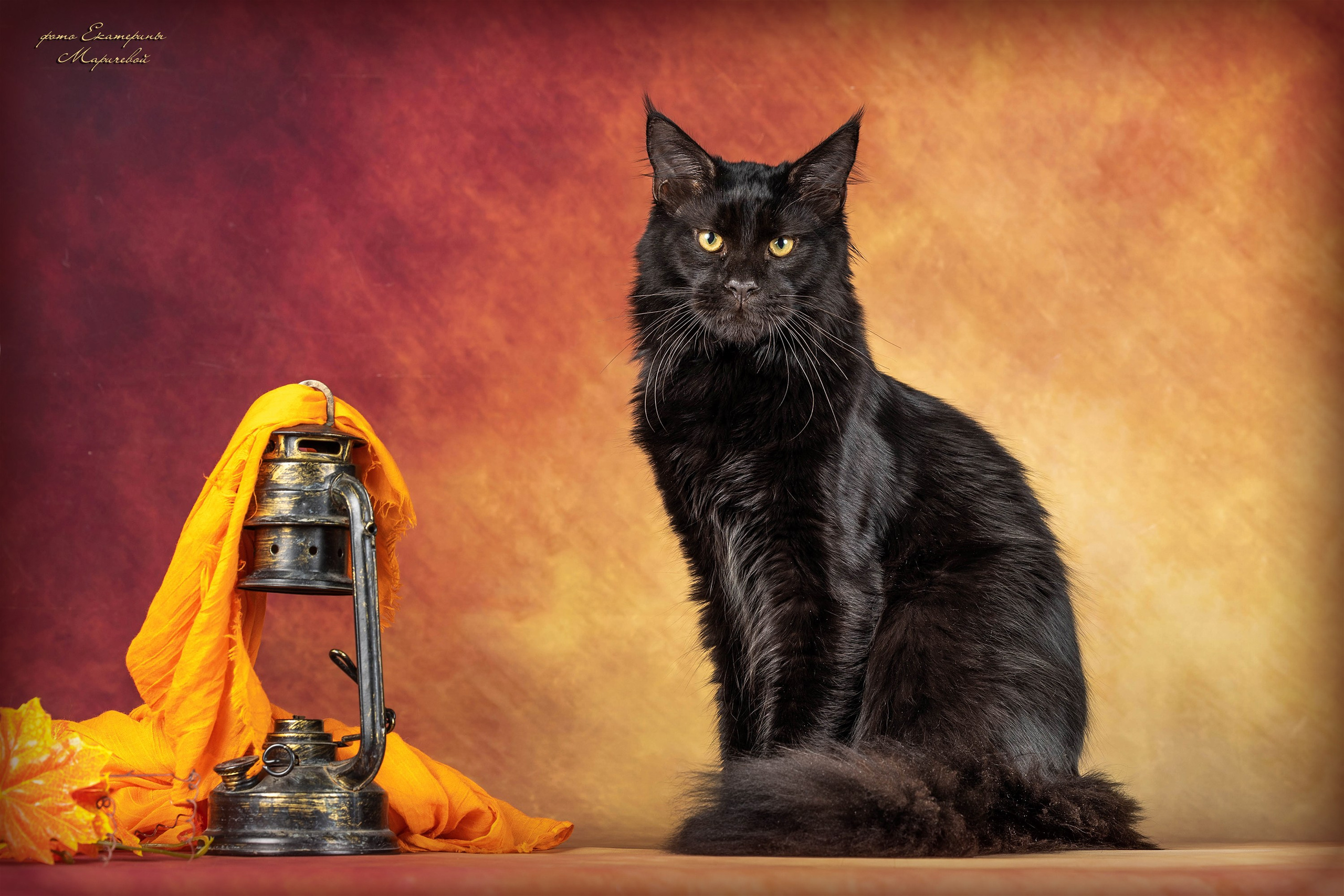 Стендовая съёмка на выставках кошек. Фотограф-анималист в Омске Екатерина Маричева