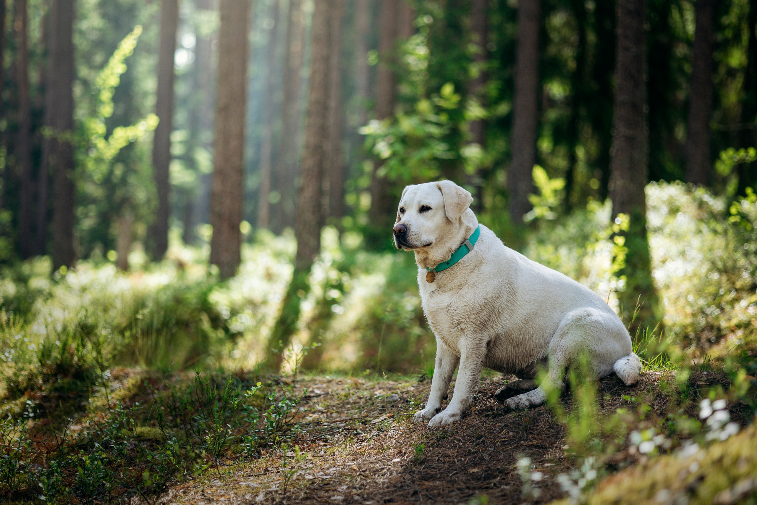 Котофеи и их семья. Фотограф — Анималист | Санкт-Петербург