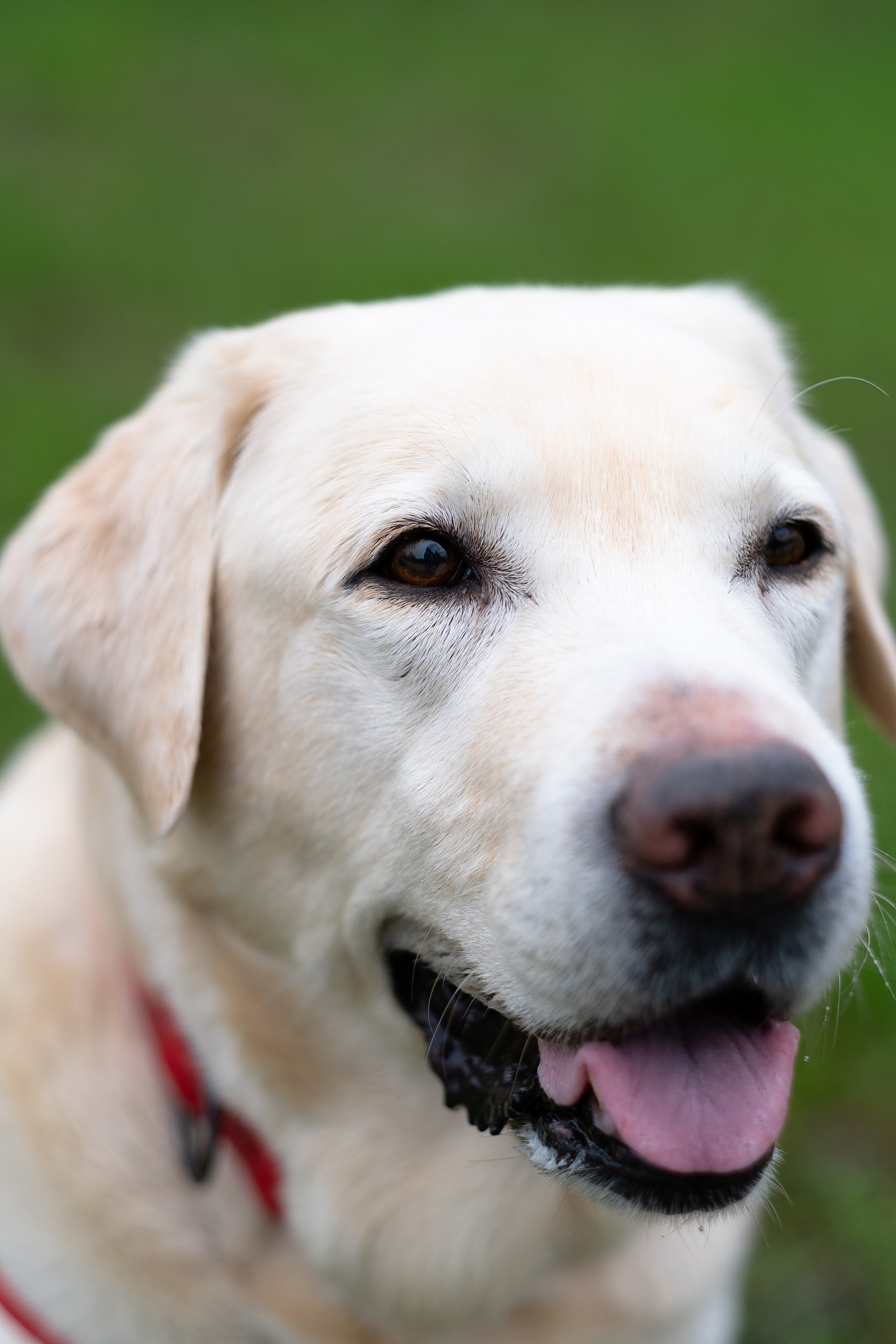 Света и Лето. Фотограф и видеограф анималист Аганина Дарья