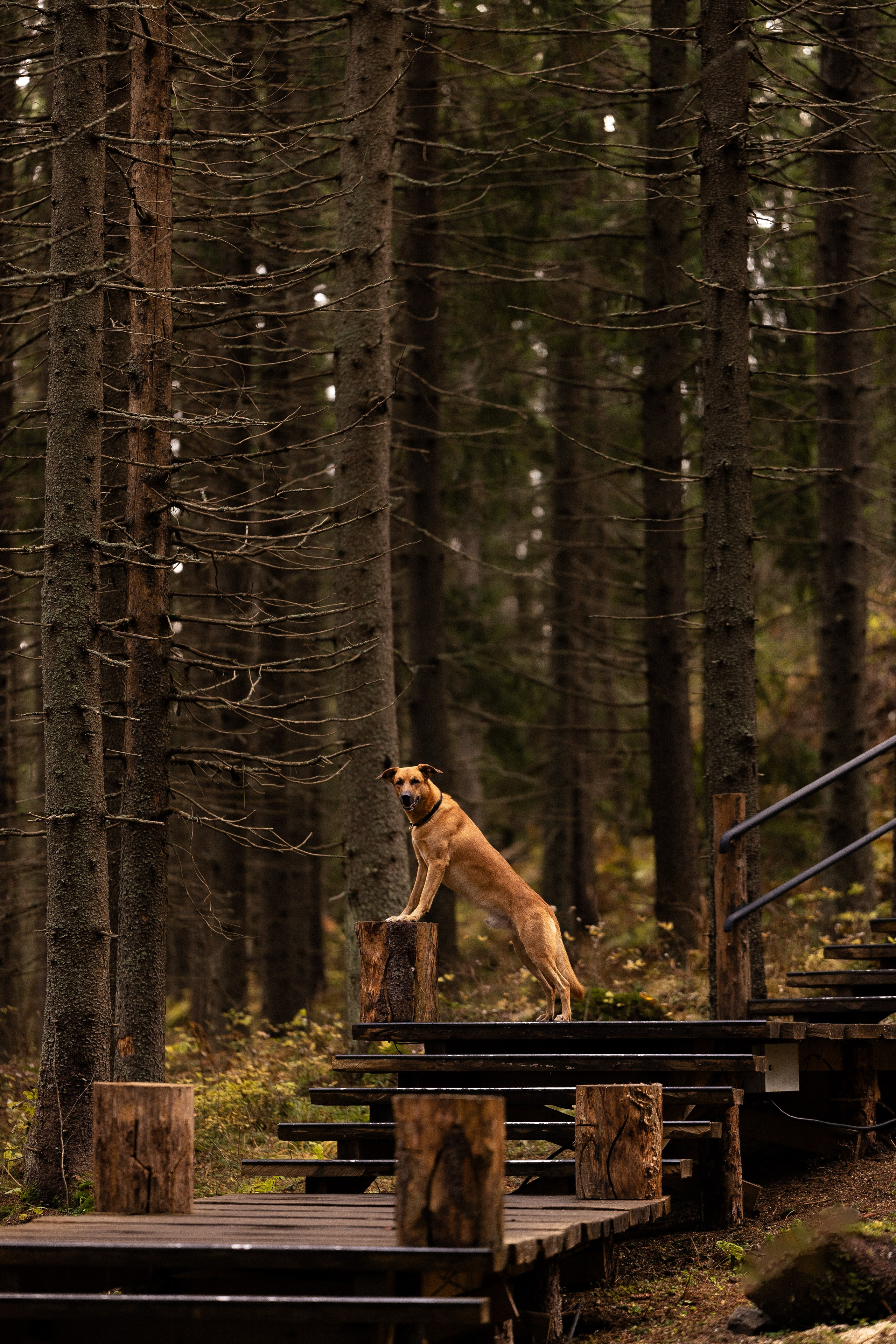 Karelia. Фотограф и видеограф анималист Аганина Дарья