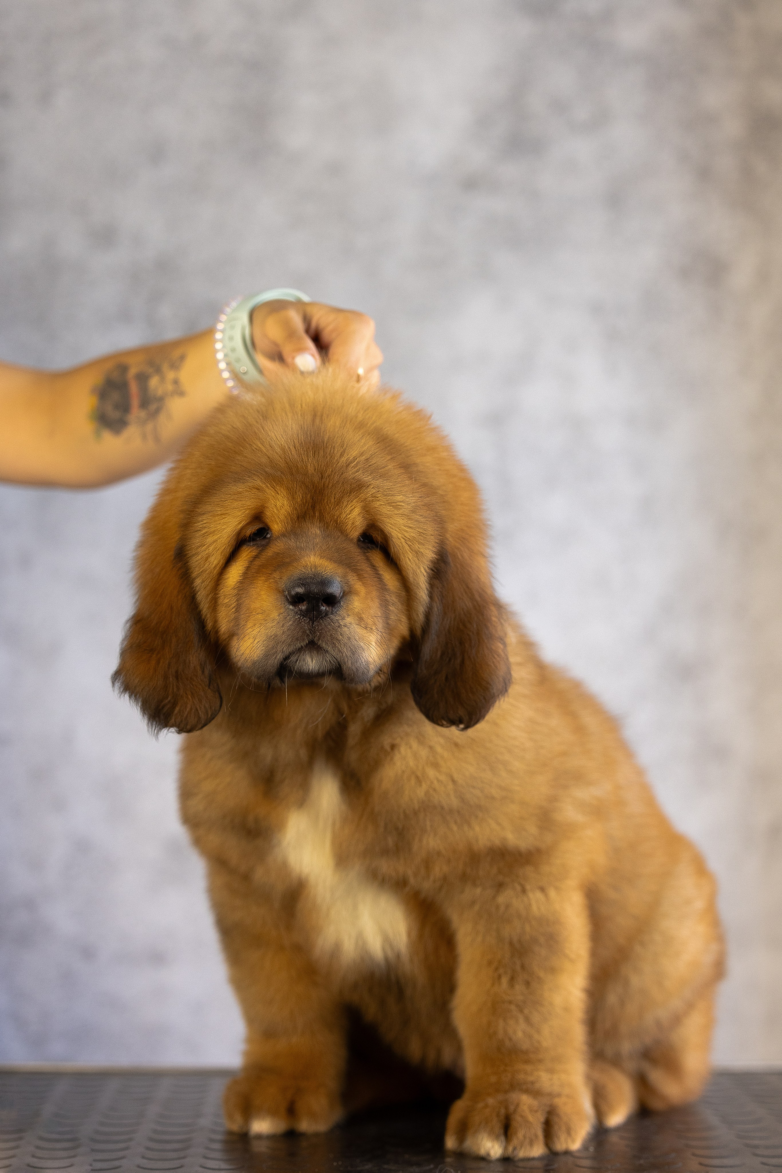 Тибетский мастиф. Фотограф и видеограф анималист Аганина Дарья