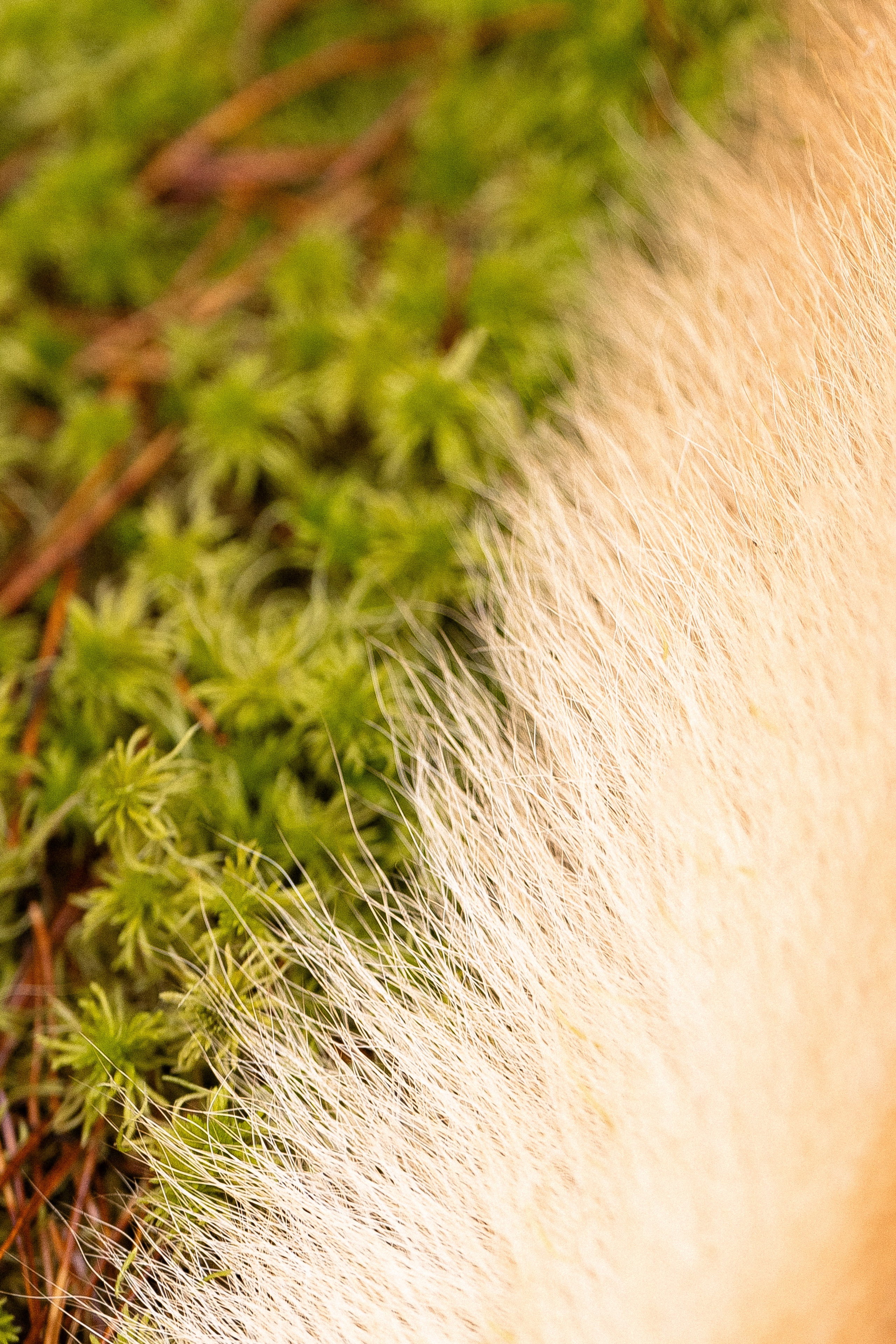 Karelia. Фотограф и видеограф анималист Аганина Дарья