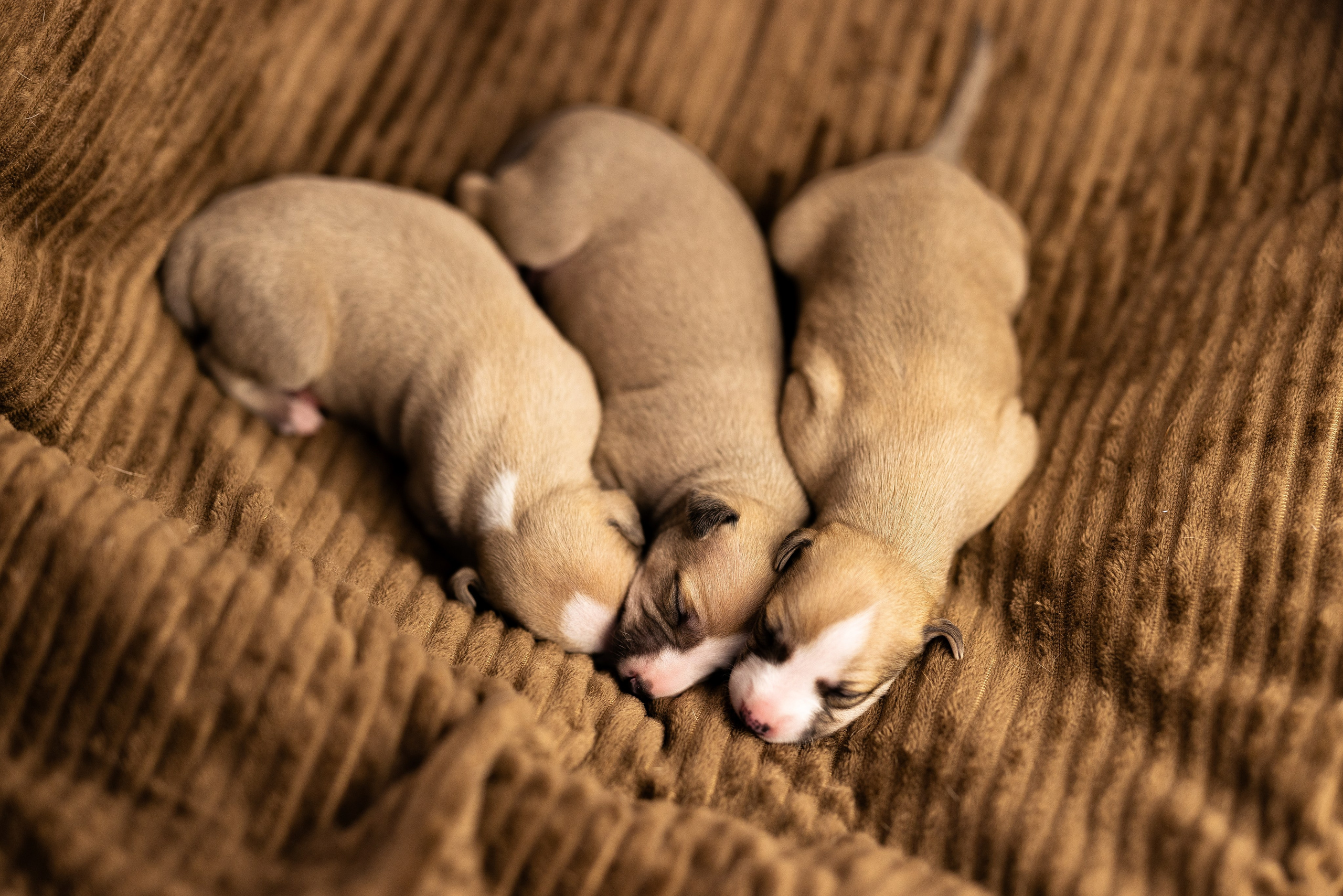 Уиппет. Фотограф и видеограф анималист Аганина Дарья