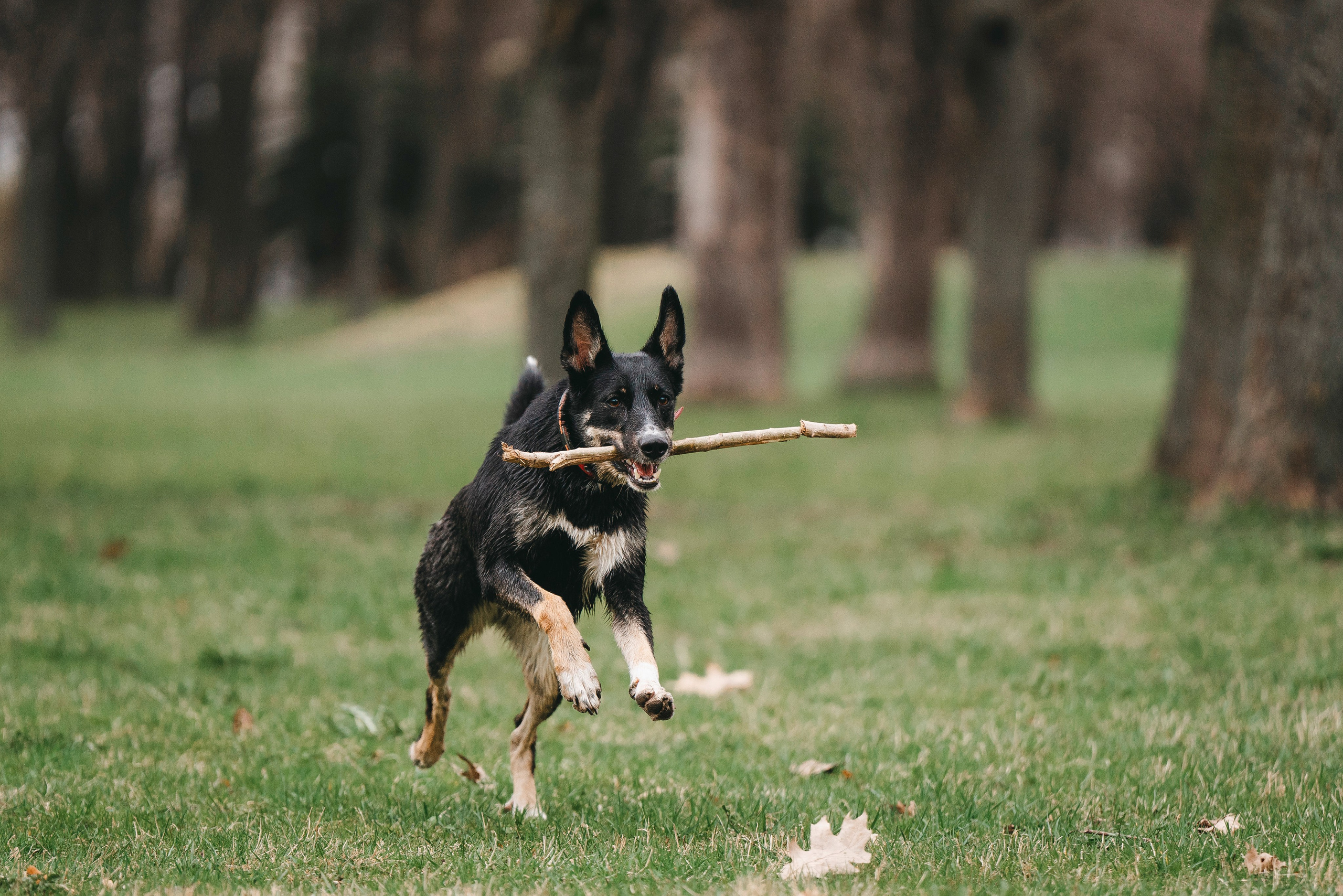 Эля и Шиза. Фотограф анималист в Спб недорого Олеся Майорова