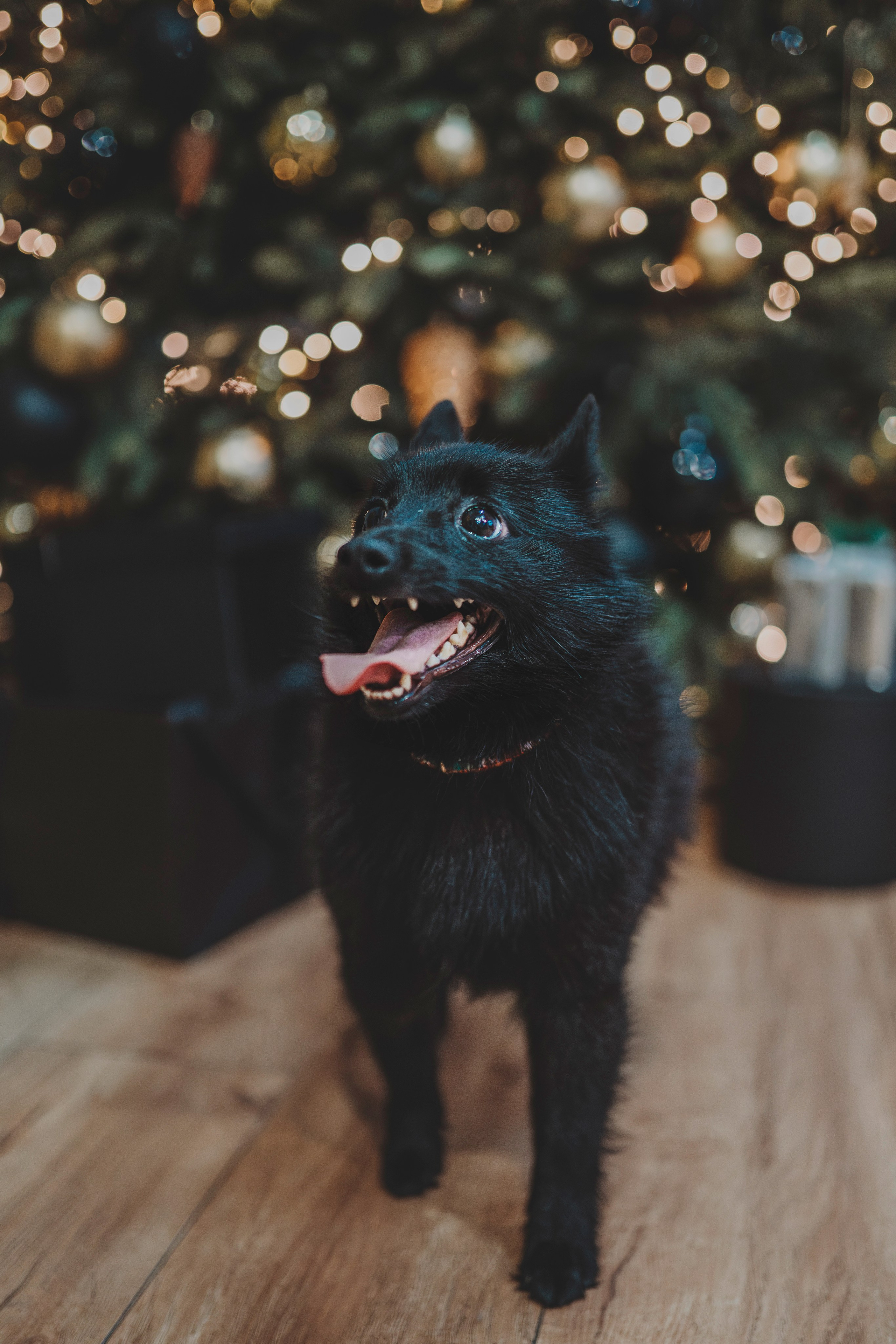 Аня, Андуин и Тесс. Фотограф анималист в Спб недорого Олеся Майорова