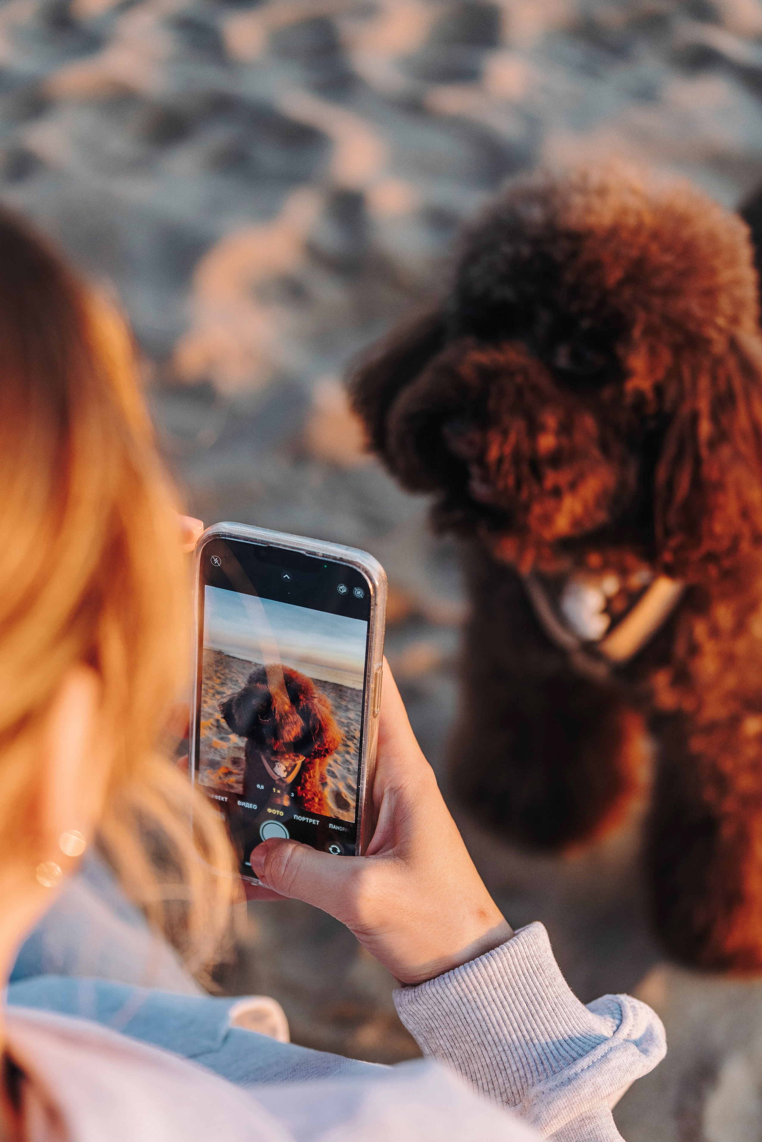 Фотосессия девушки с пуделем на пляже на закате. Фотограф анималист в Спб недорого Олеся Майорова