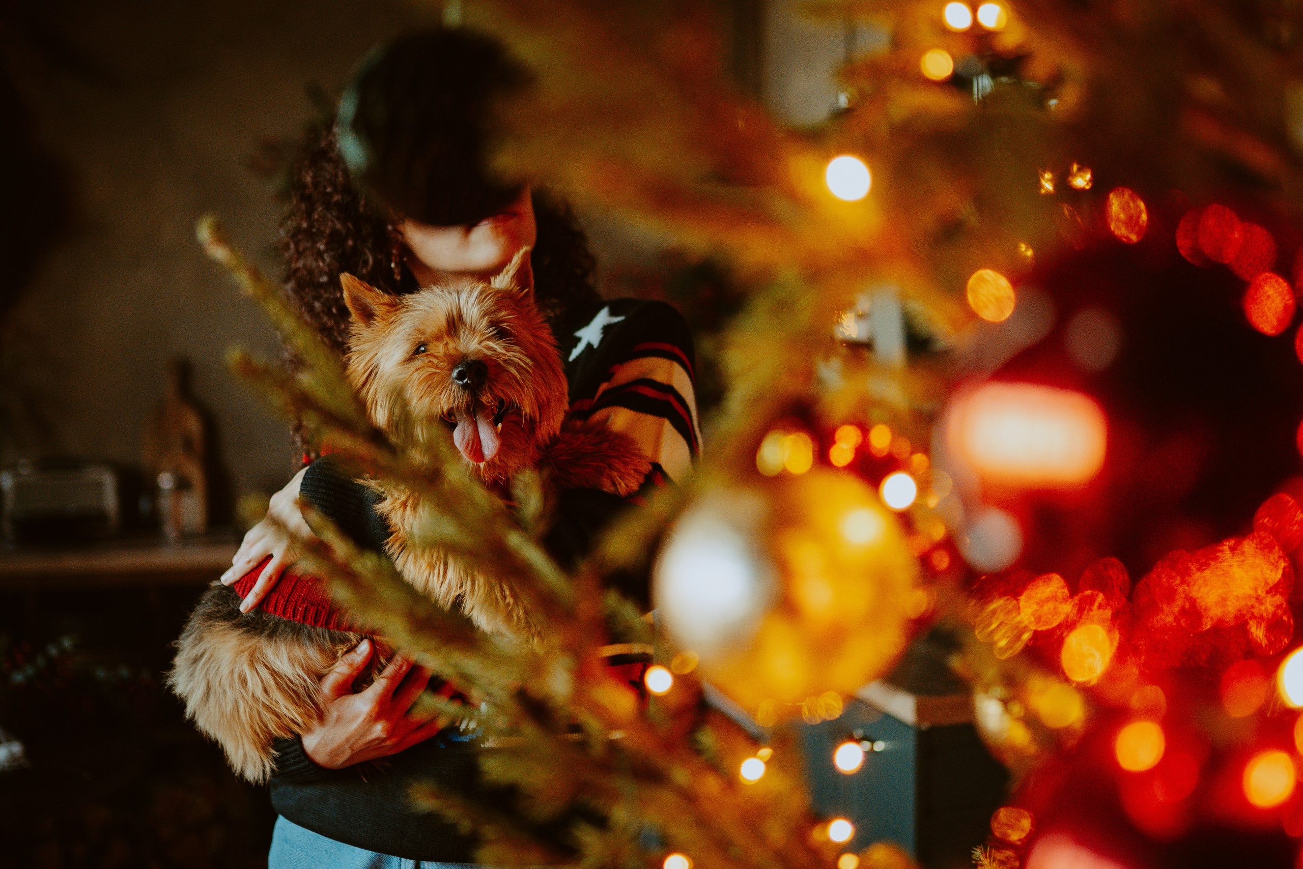 Фотосессия с собакой в студии. Фотограф анималист в Спб недорого Олеся Майорова