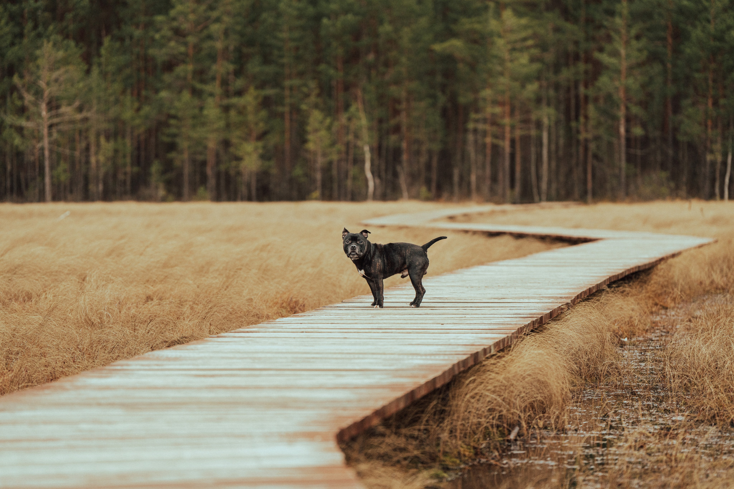 Фотограф анималист в Санкт-Петербурге. Фотограф анималист в Спб недорого Олеся Майорова
