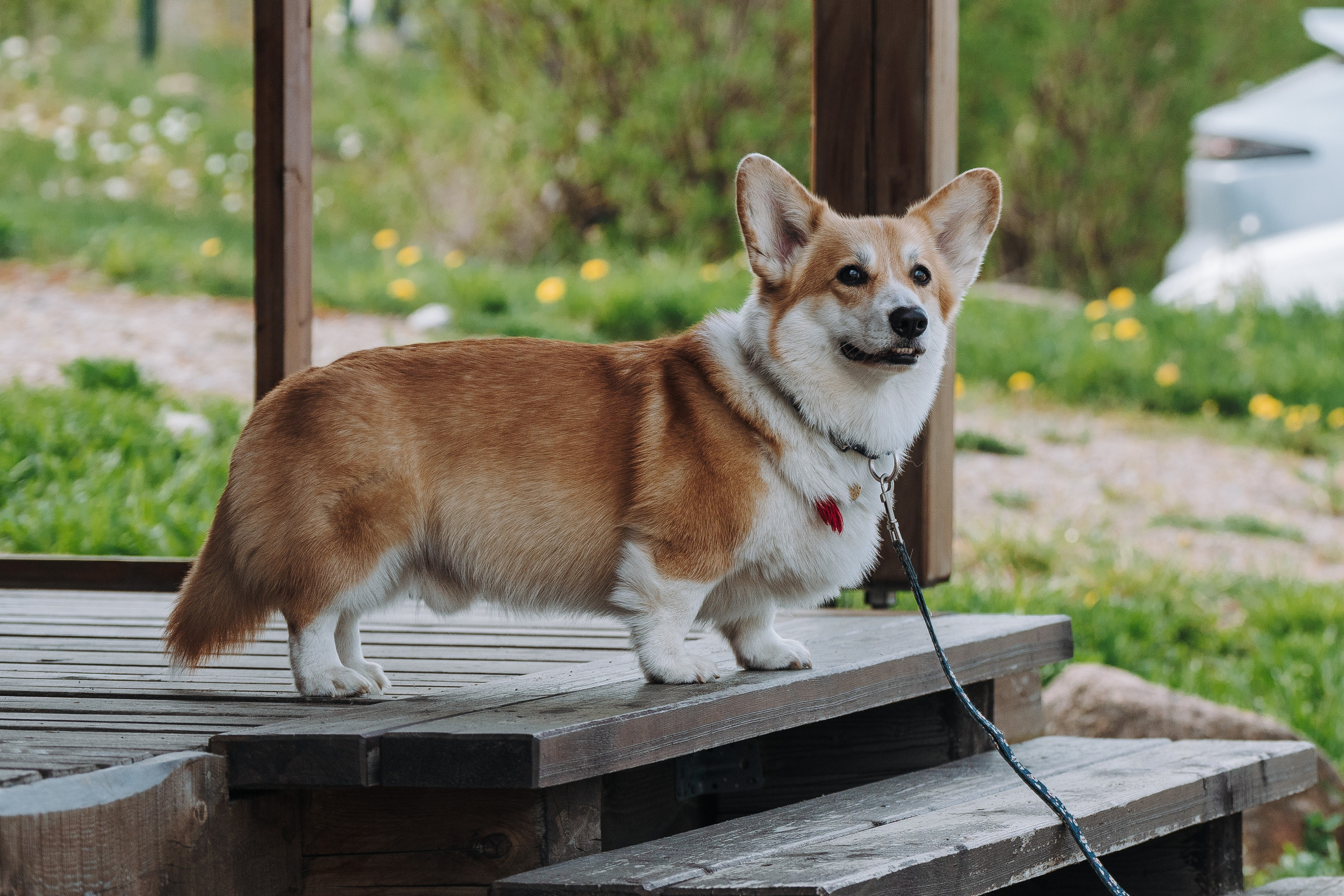 Соревнования по ноузворку в Лосево. Фотограф анималист в Спб недорого Олеся Майорова