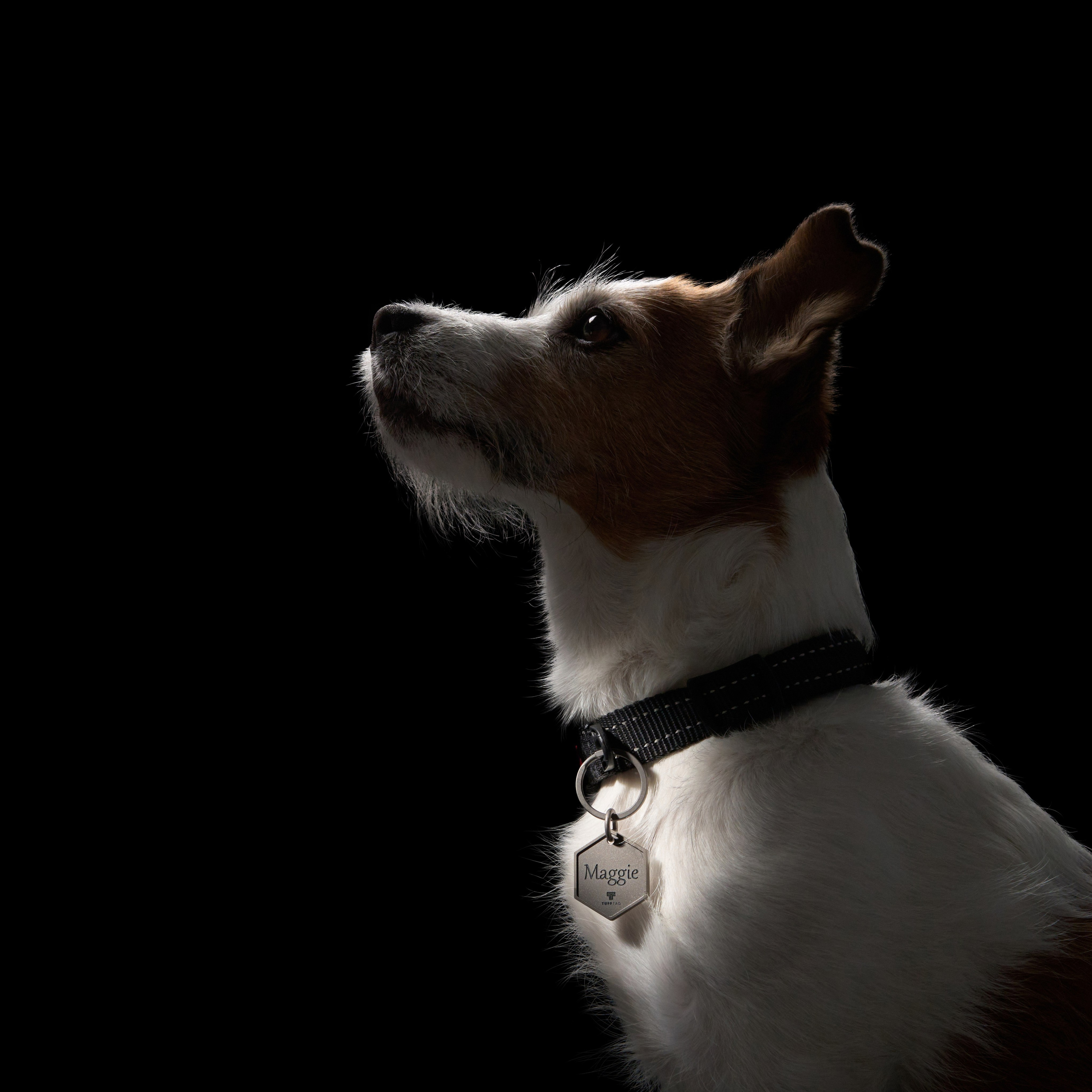 Advertising shooting with animals. Pets in advertising. Dog photographer Averianova Anna — Art photography of dogs