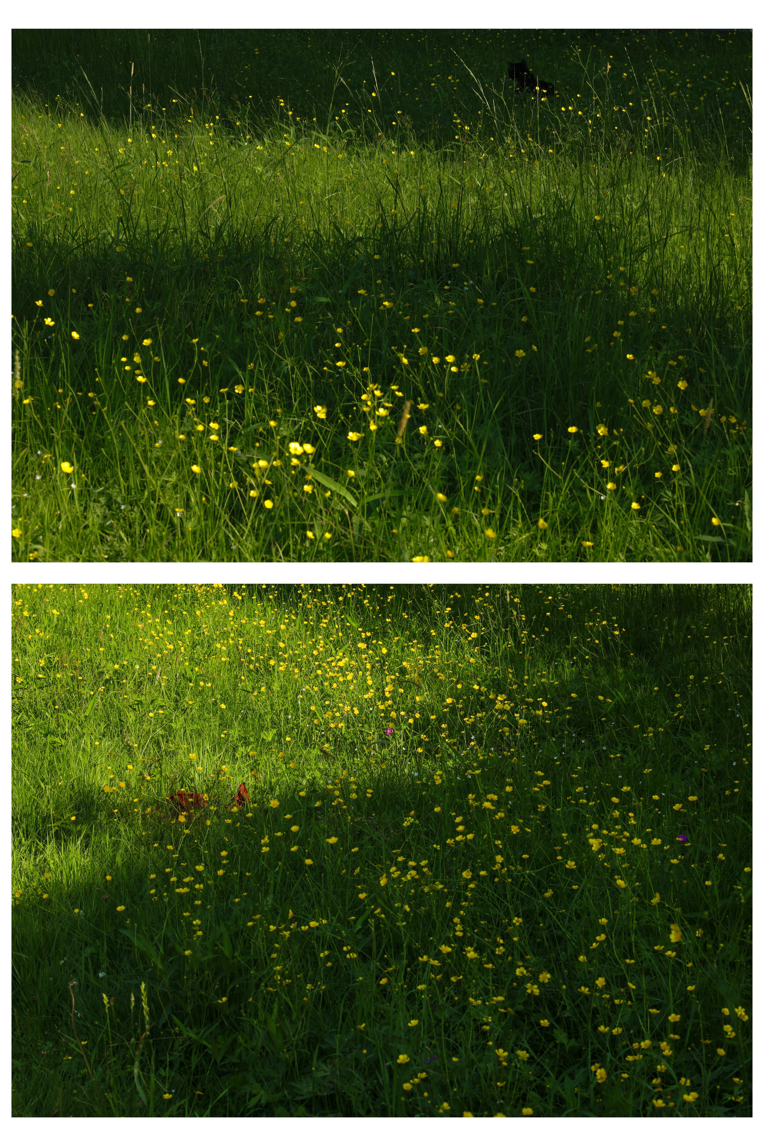 Природа &. Фотохудожник в СПб