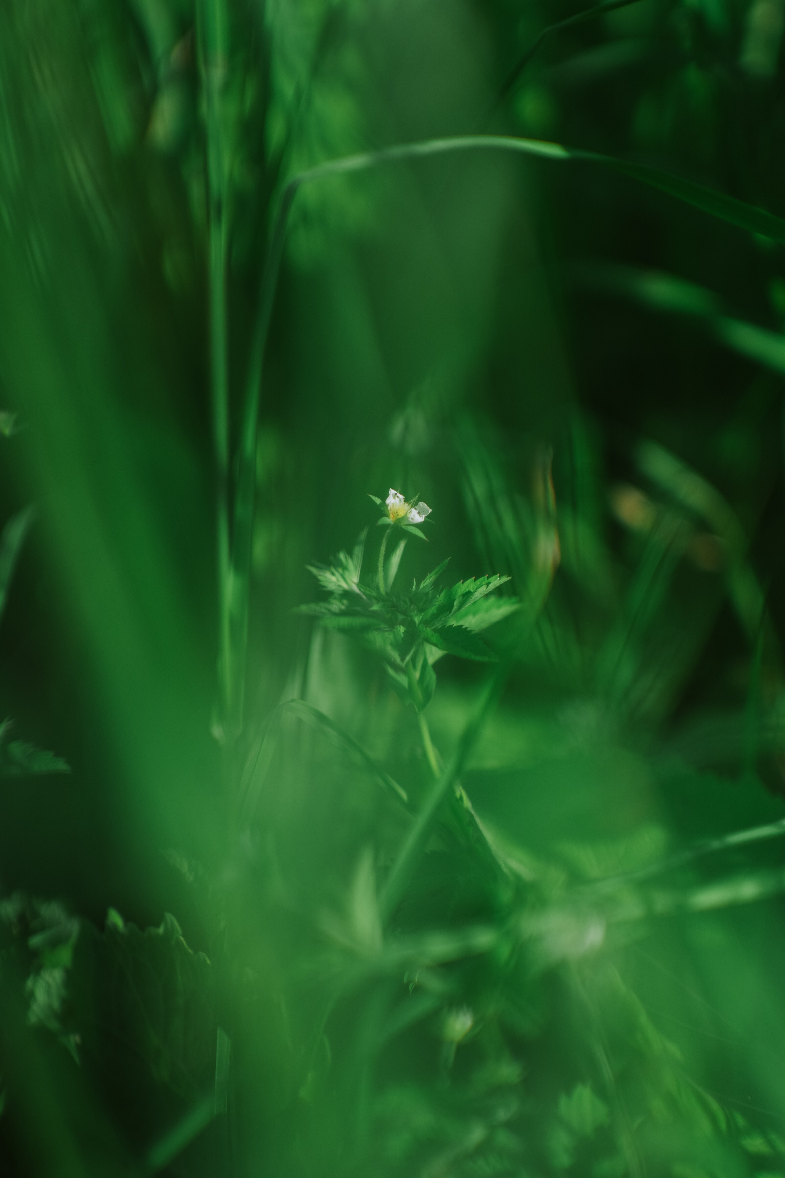 Нахазо ✽ Июль. Репортажный фотограф | Роза Хутор Красная Поляна Сочи Сириус