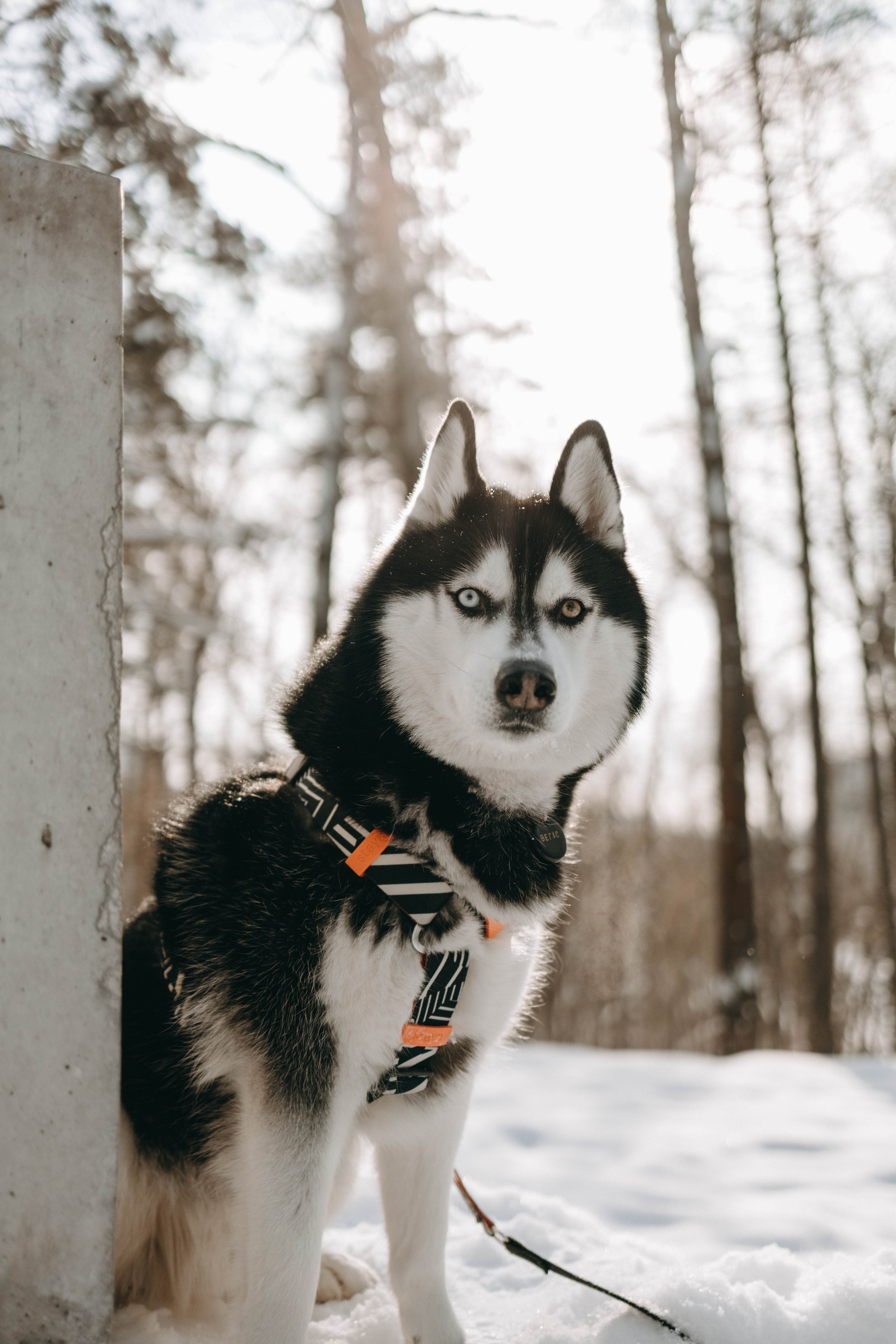 Обо мне. Фотограф-анималист в Екатеринбурге | Кристина