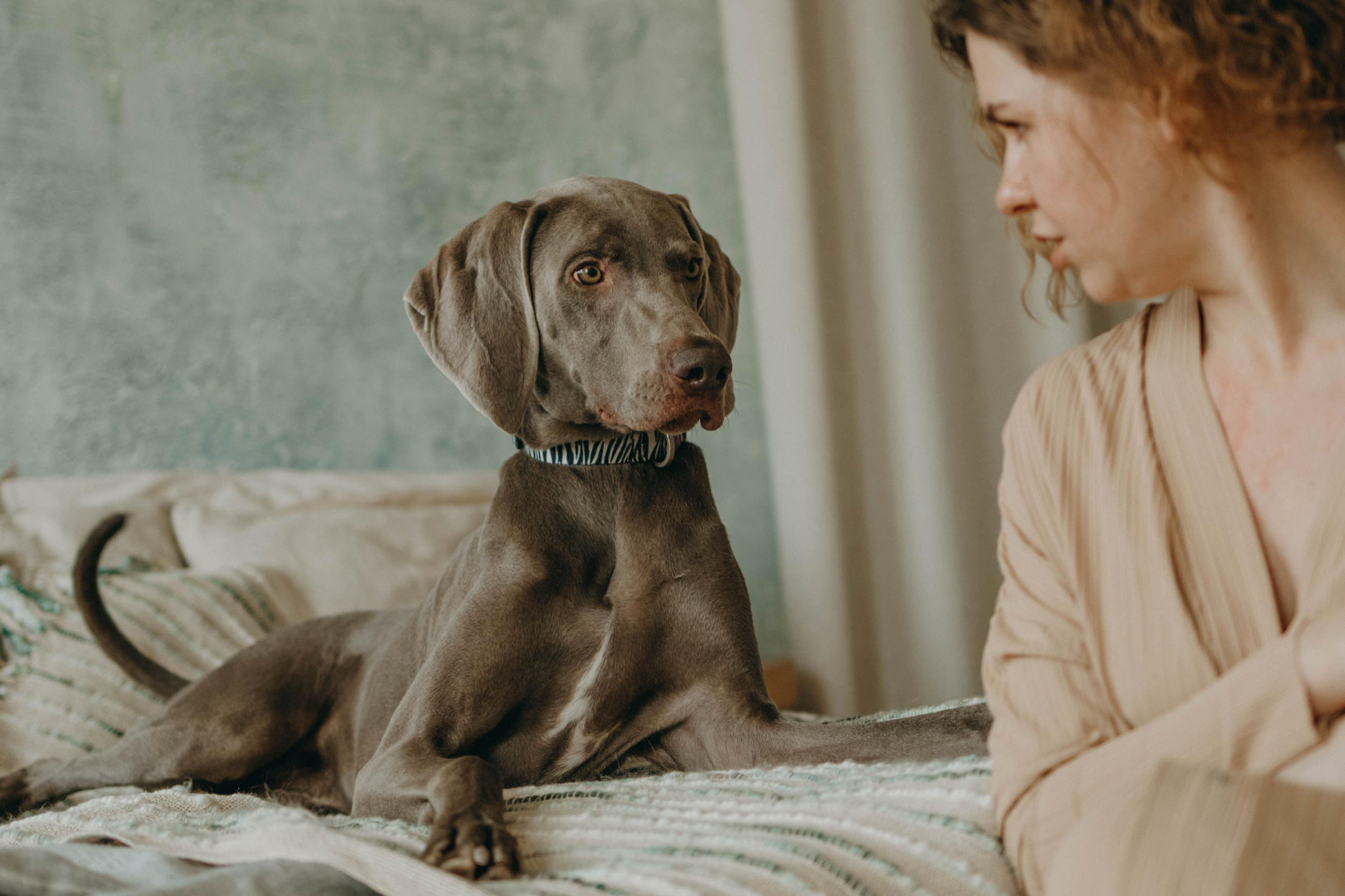 Фотосессия в студии с собакой. Фотограф-анималист в Екатеринбурге | Кристина